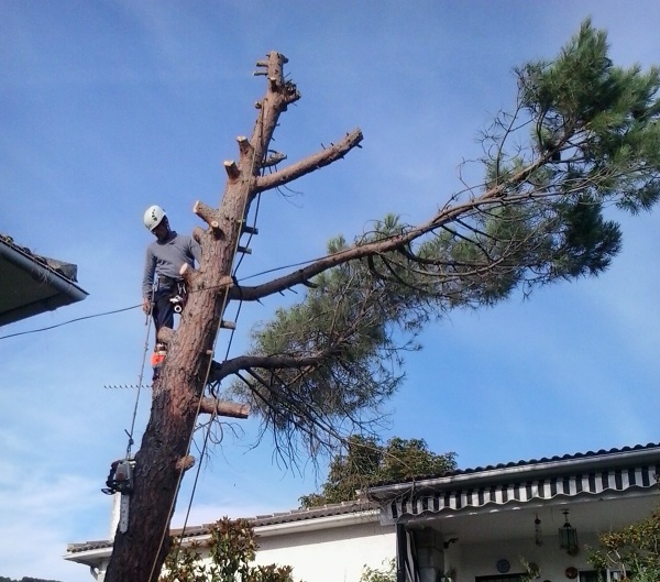 Podas y talas en altura