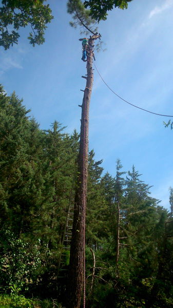 tala de pino con inclinacion y desnivel de terreno