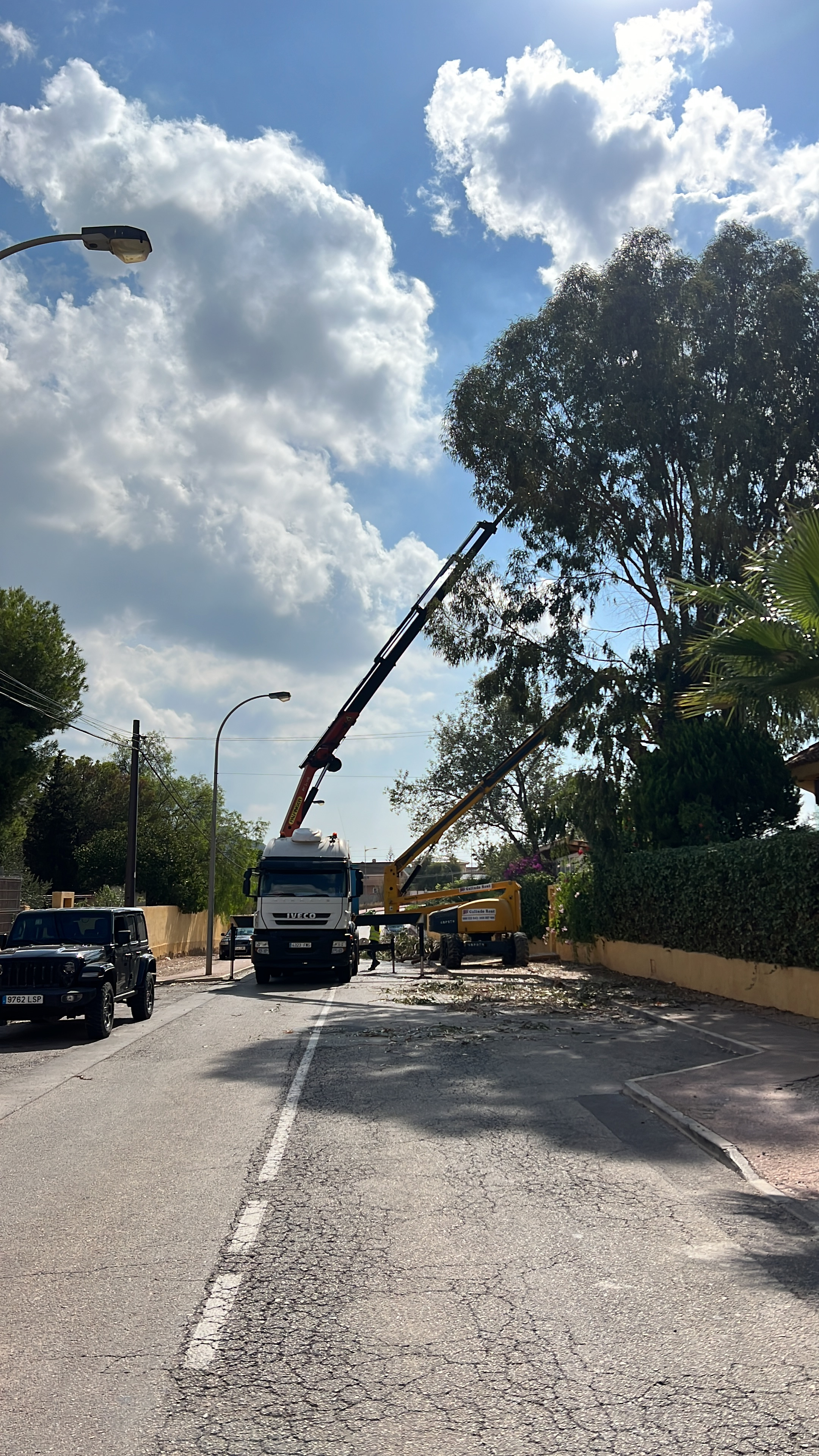 Tala de ecualiptos en plena ciudad