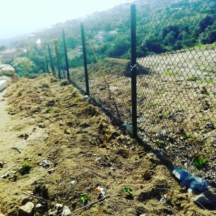 Preparación de plantación de Cipreses