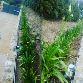 Parterre de Agapantos blancos 