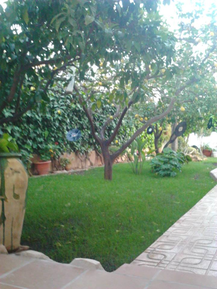 Sembrado de jardín particular