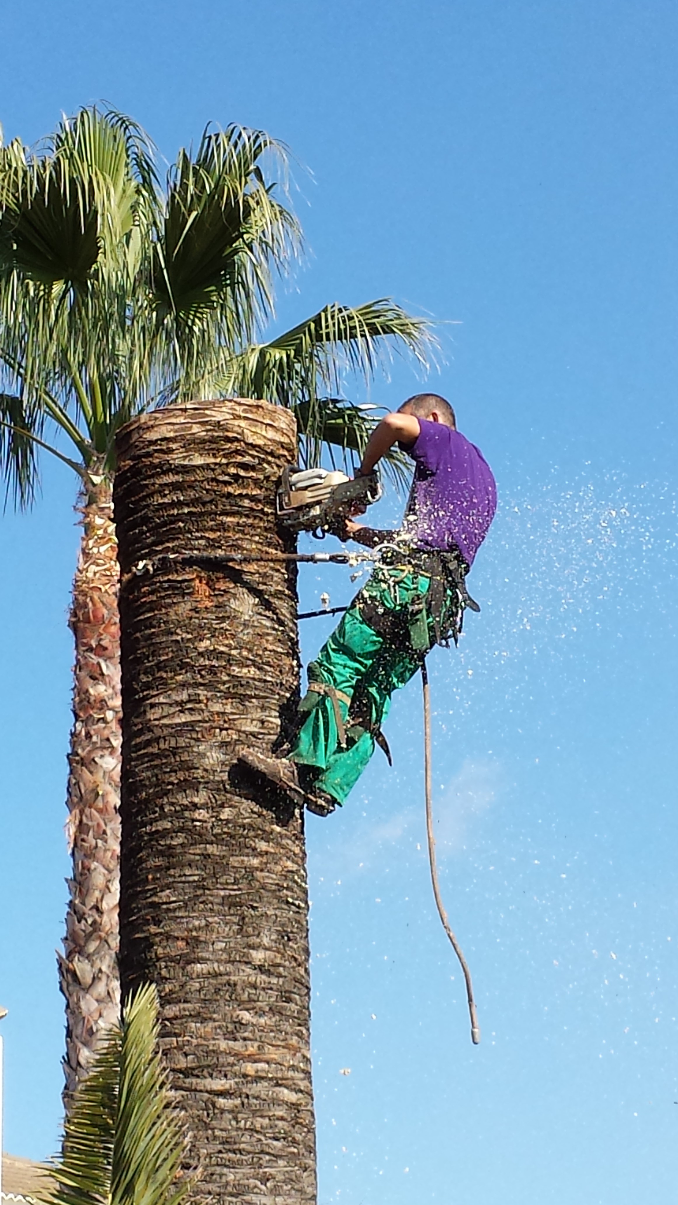 Derribo controlado de palmera infectada de picudo rojo