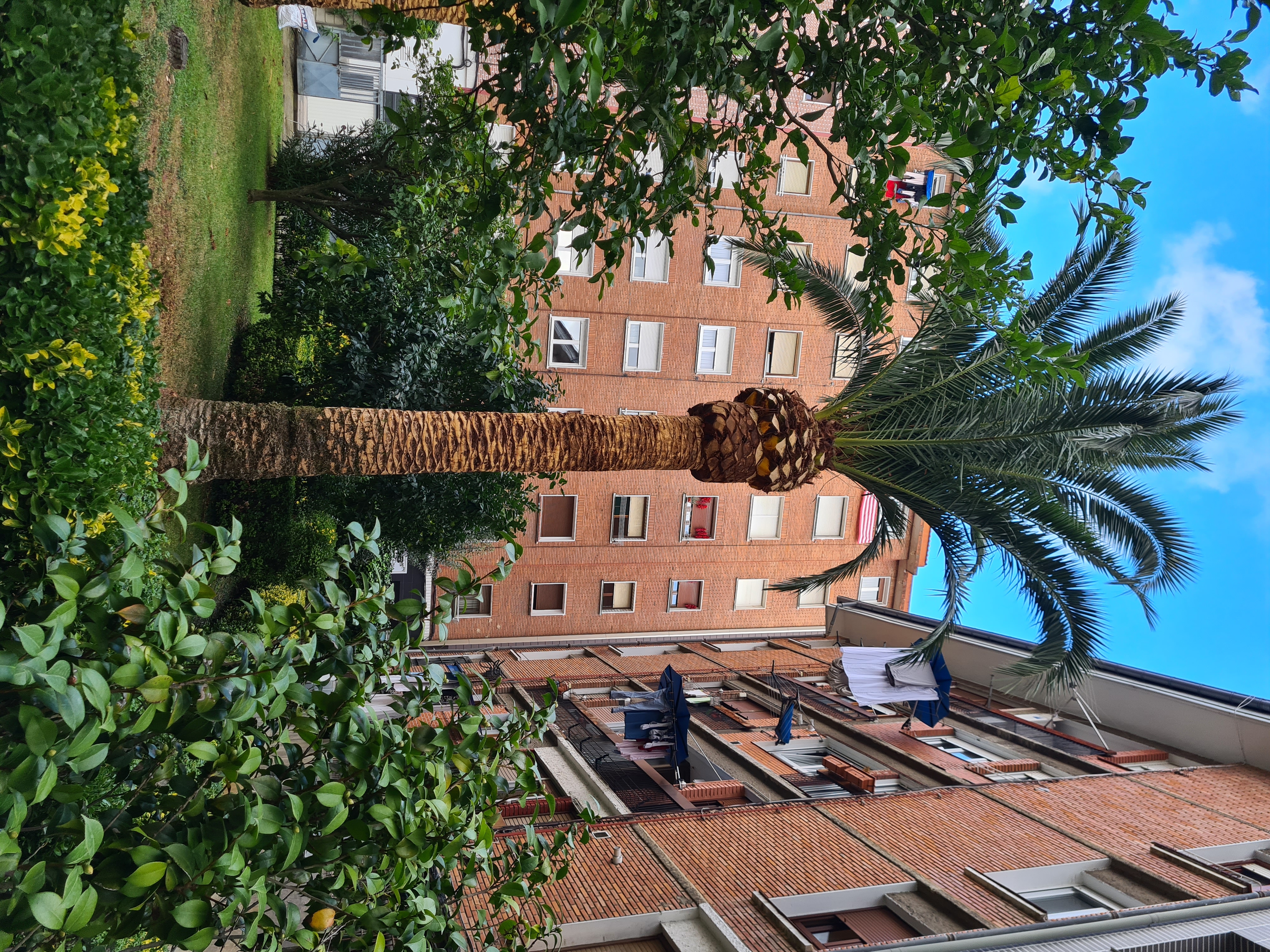 Poda y cepillado de palmeras