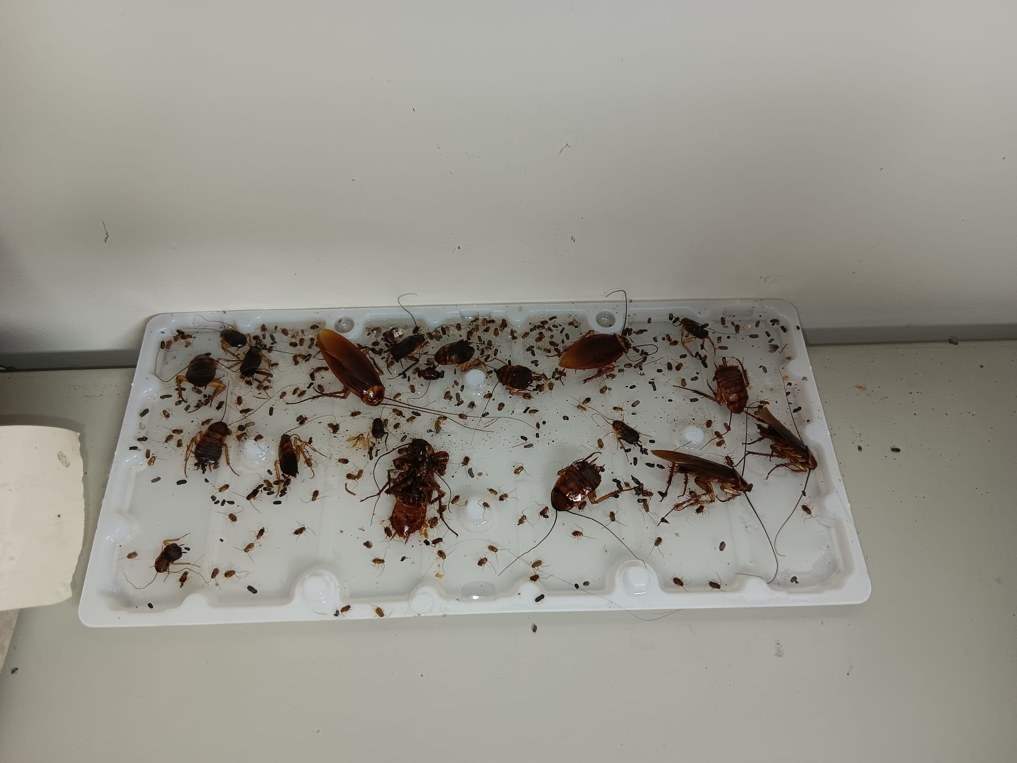 Cucaracha americana (Periplaneta americana)