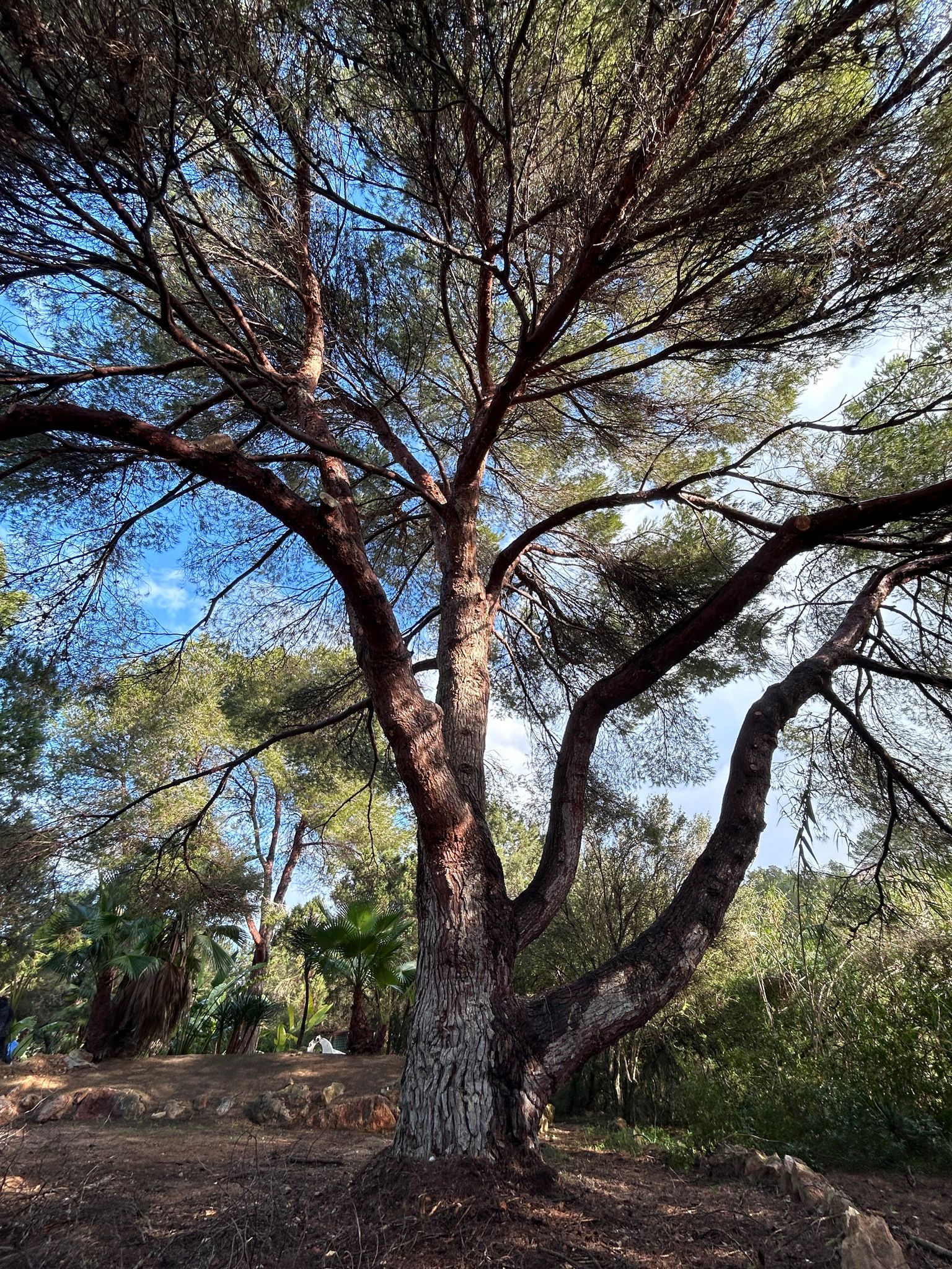 Poda de pino antes del proyecto obra