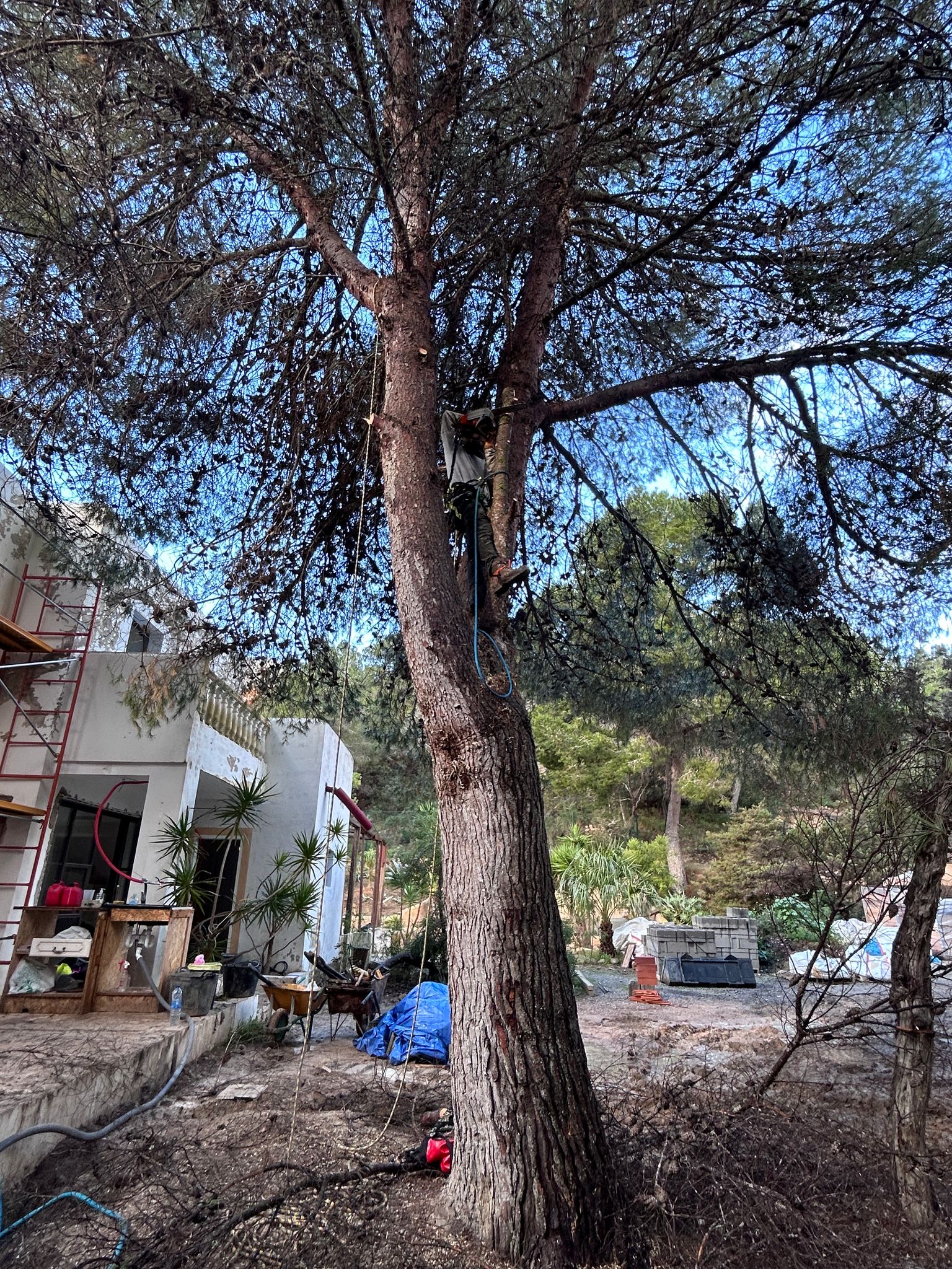 Poda de pino en altura