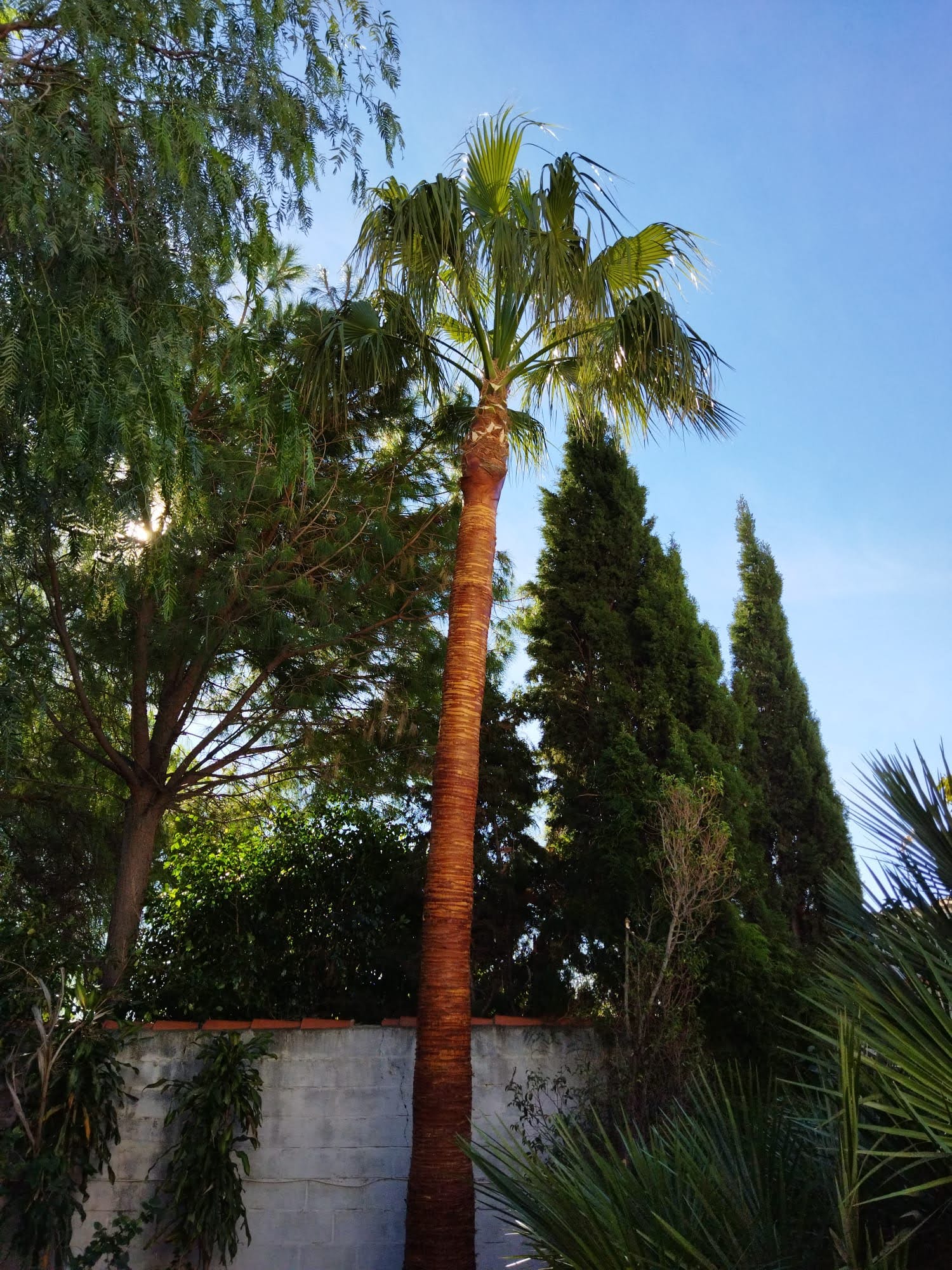 Palmera podada