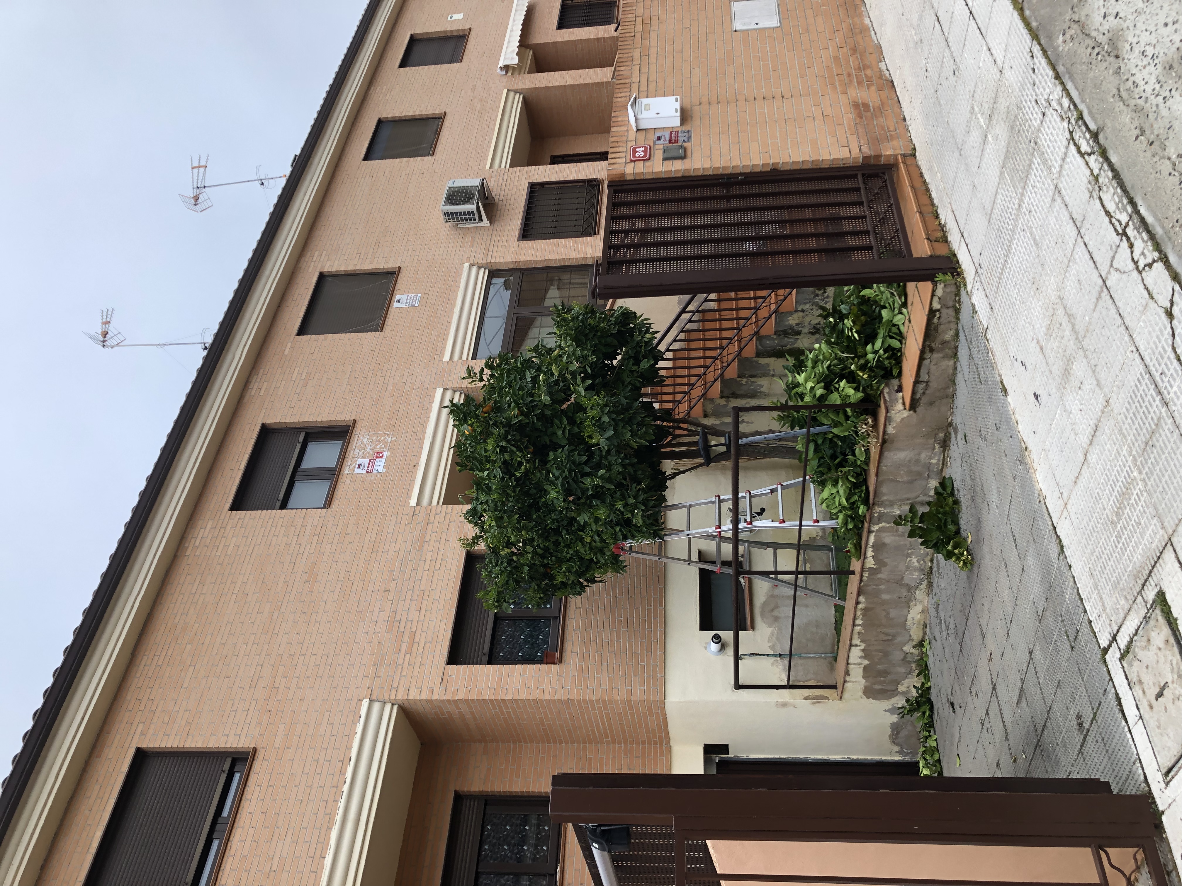 PODA EN TEMPORADA DE FRUTALES