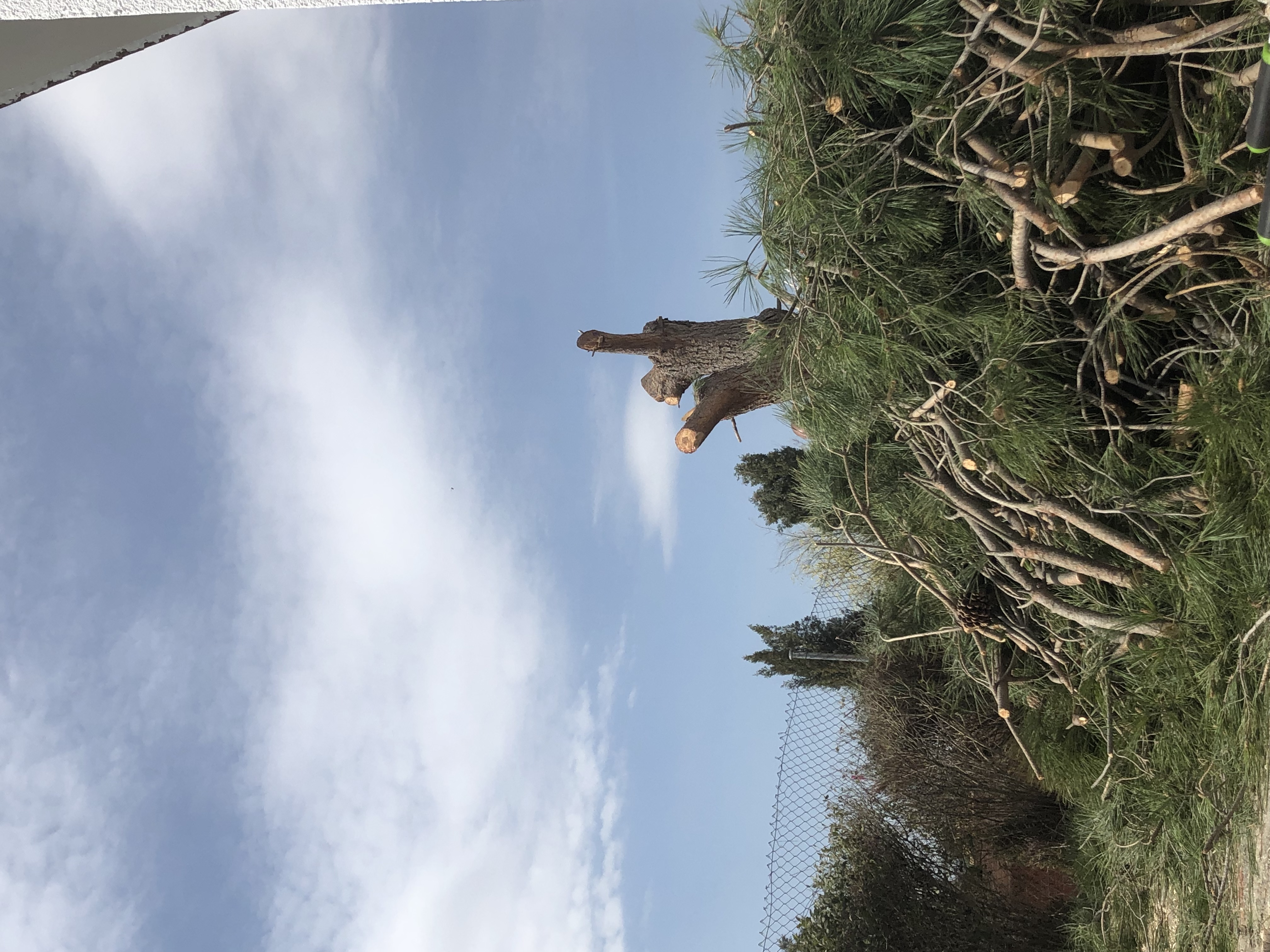 PREVIO A LA FINALIZADA TALA .