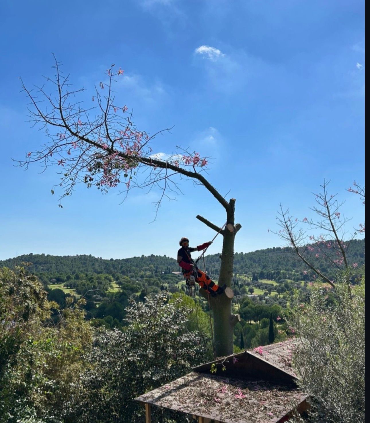 Talar árbol y quitar el peligro que ocasionaba para la casa