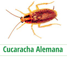 Blatella Germanica