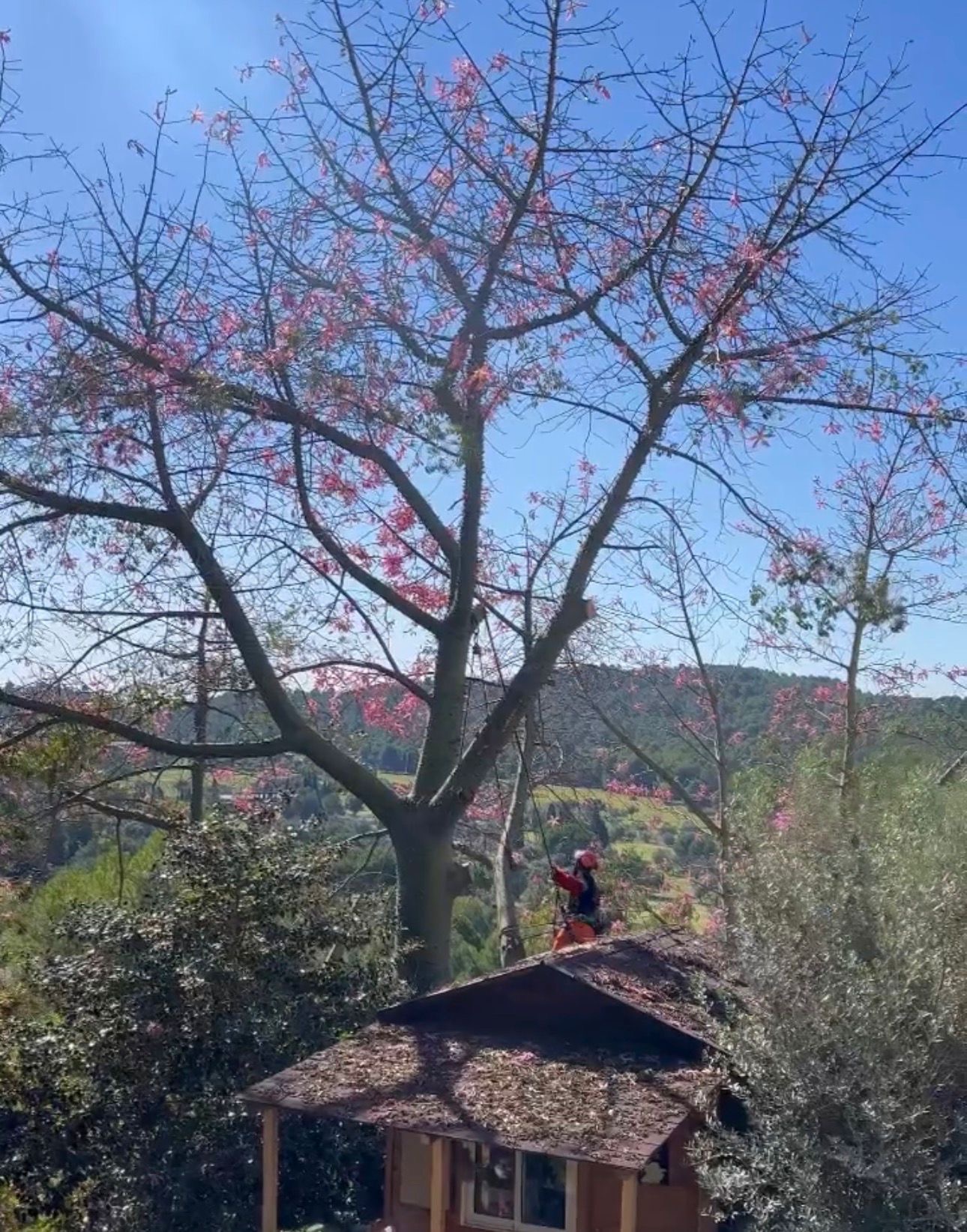 Talar árbol y quitar el peligro que ocasionaba para la casa