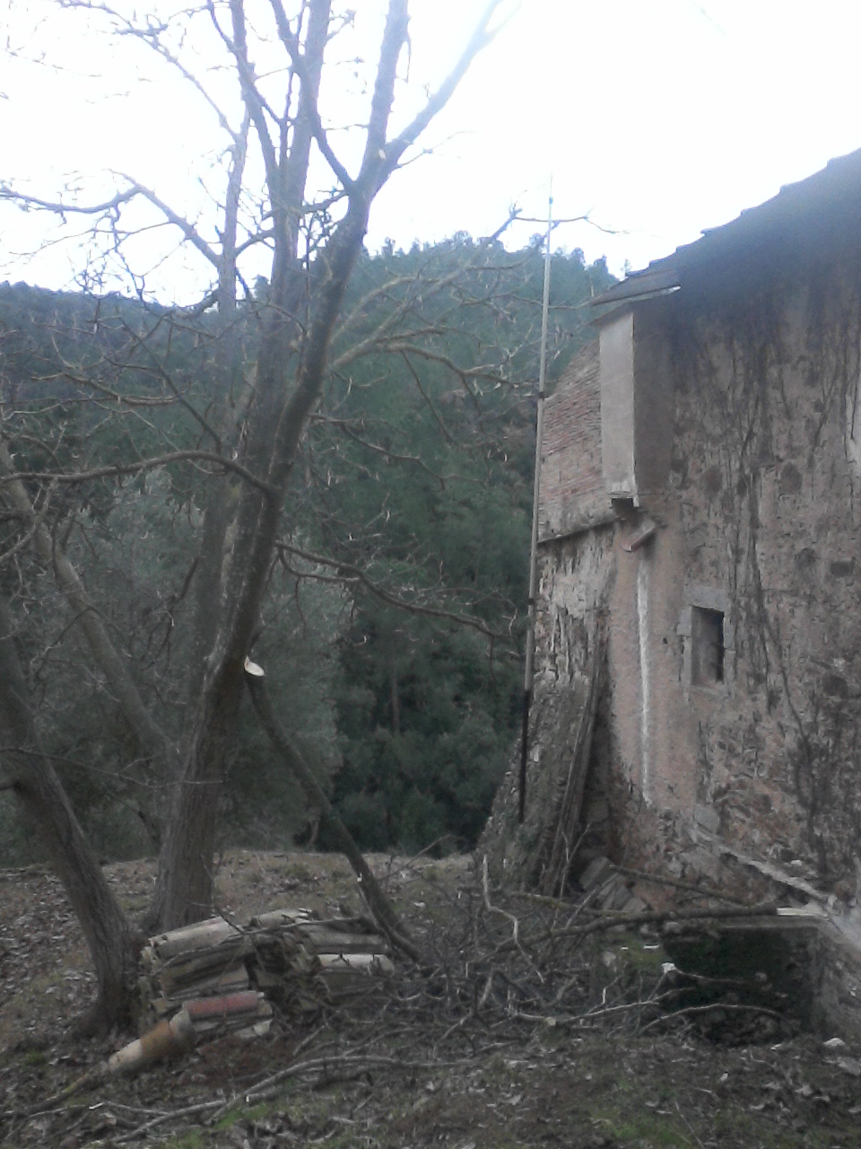 Poda de las ramas de un nogal que tocan la fachada de la vivienda.