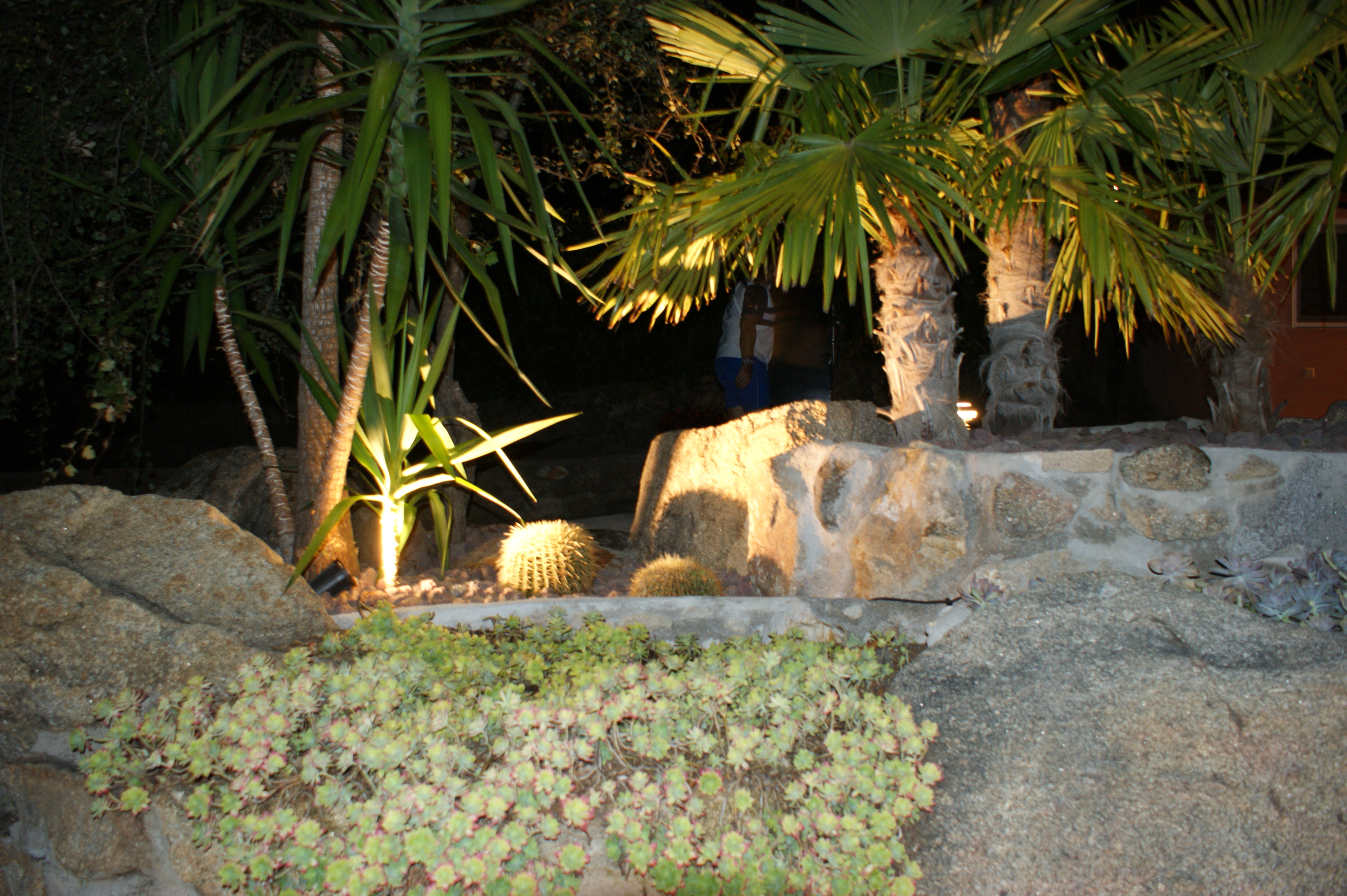 Iluminación Palmeras