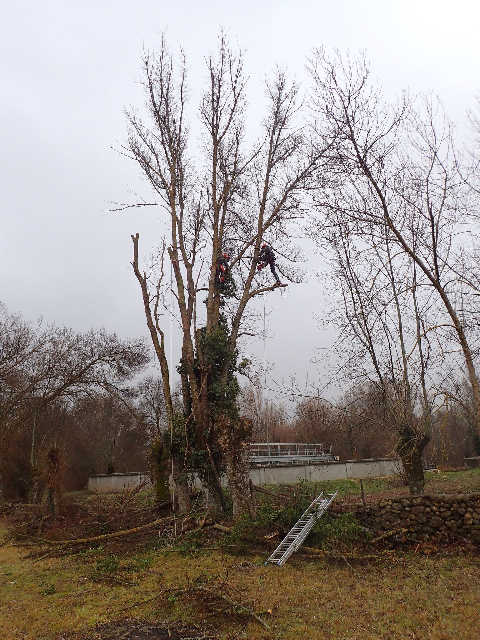 Desmoche para ramoneo.