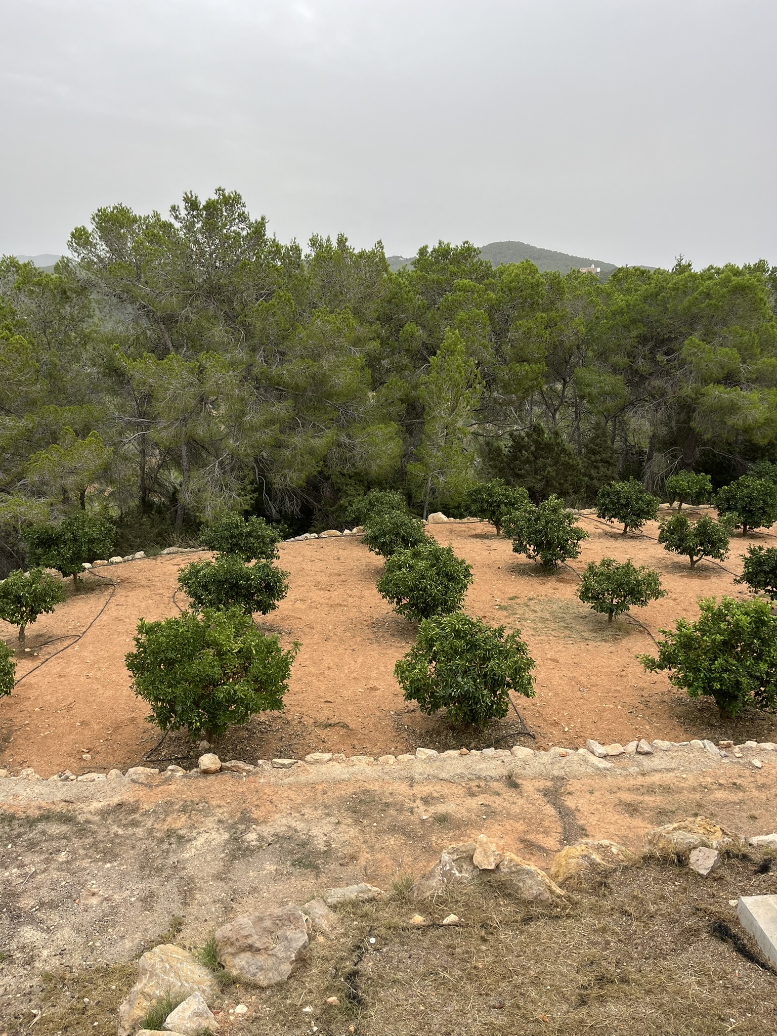 Mantenimiento de finca de naranjos
