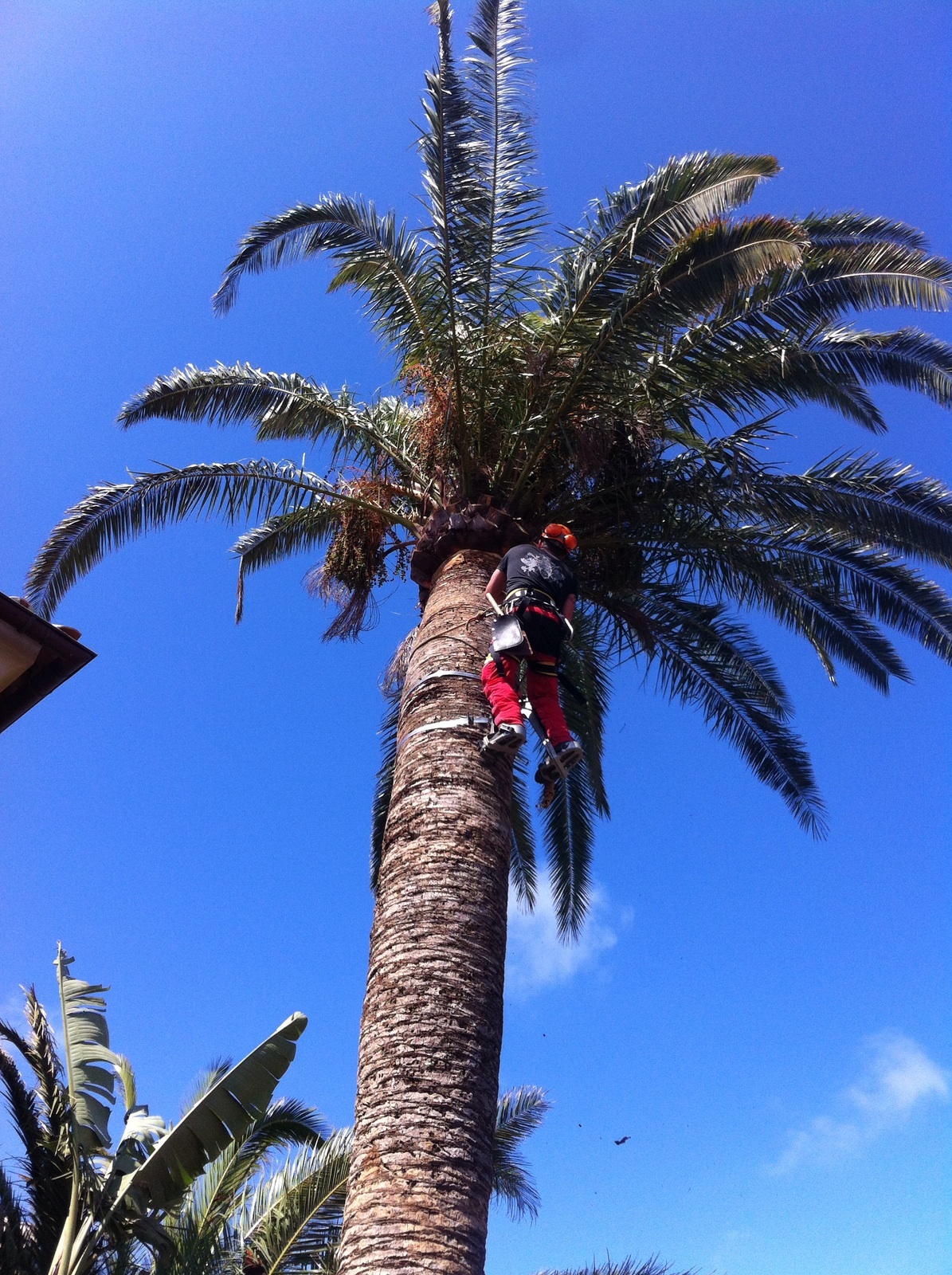 Poda de Phoenix Canariensis 