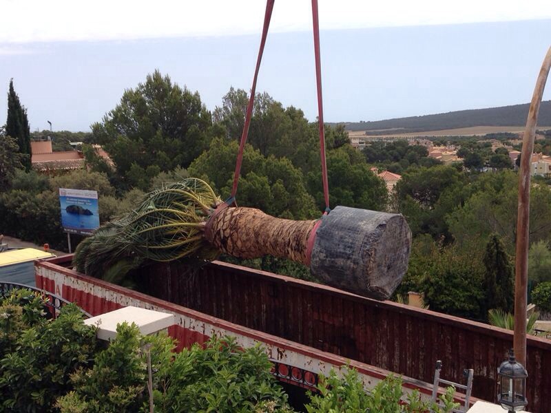 Plantación de Phoenix Canariensis 