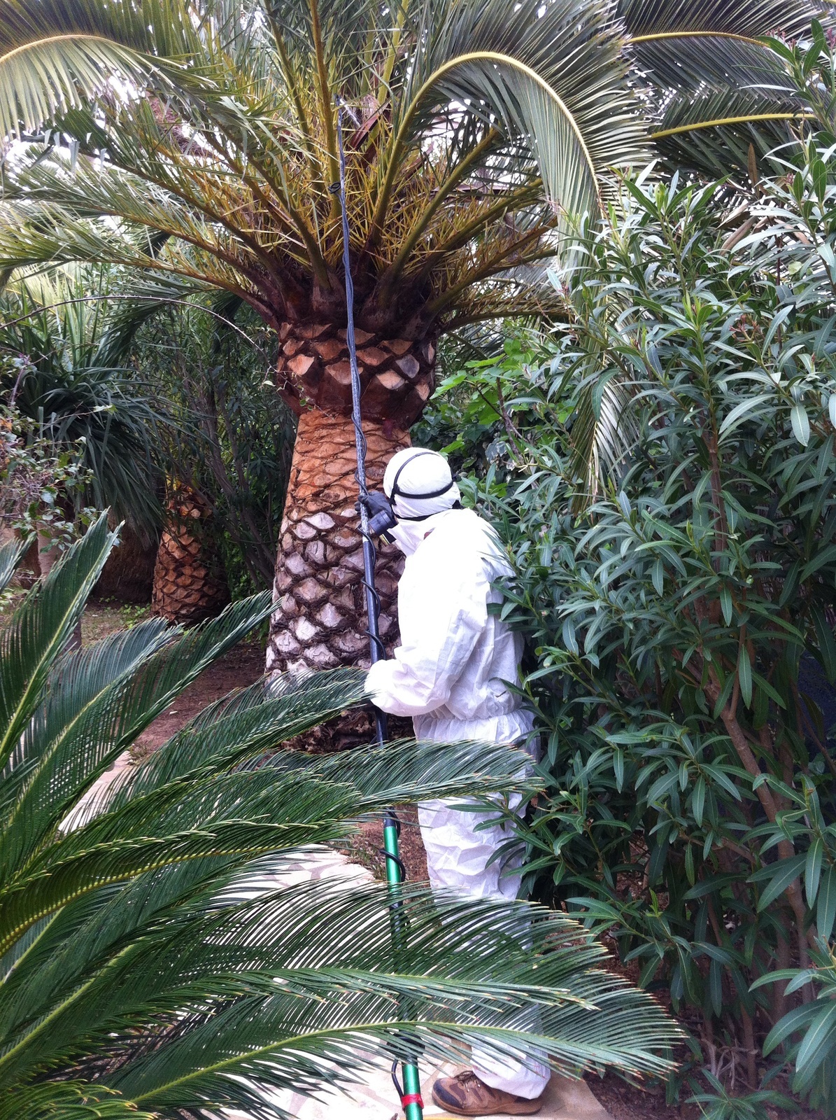 Tratamiento fitosanitário contra el picudo rojo.