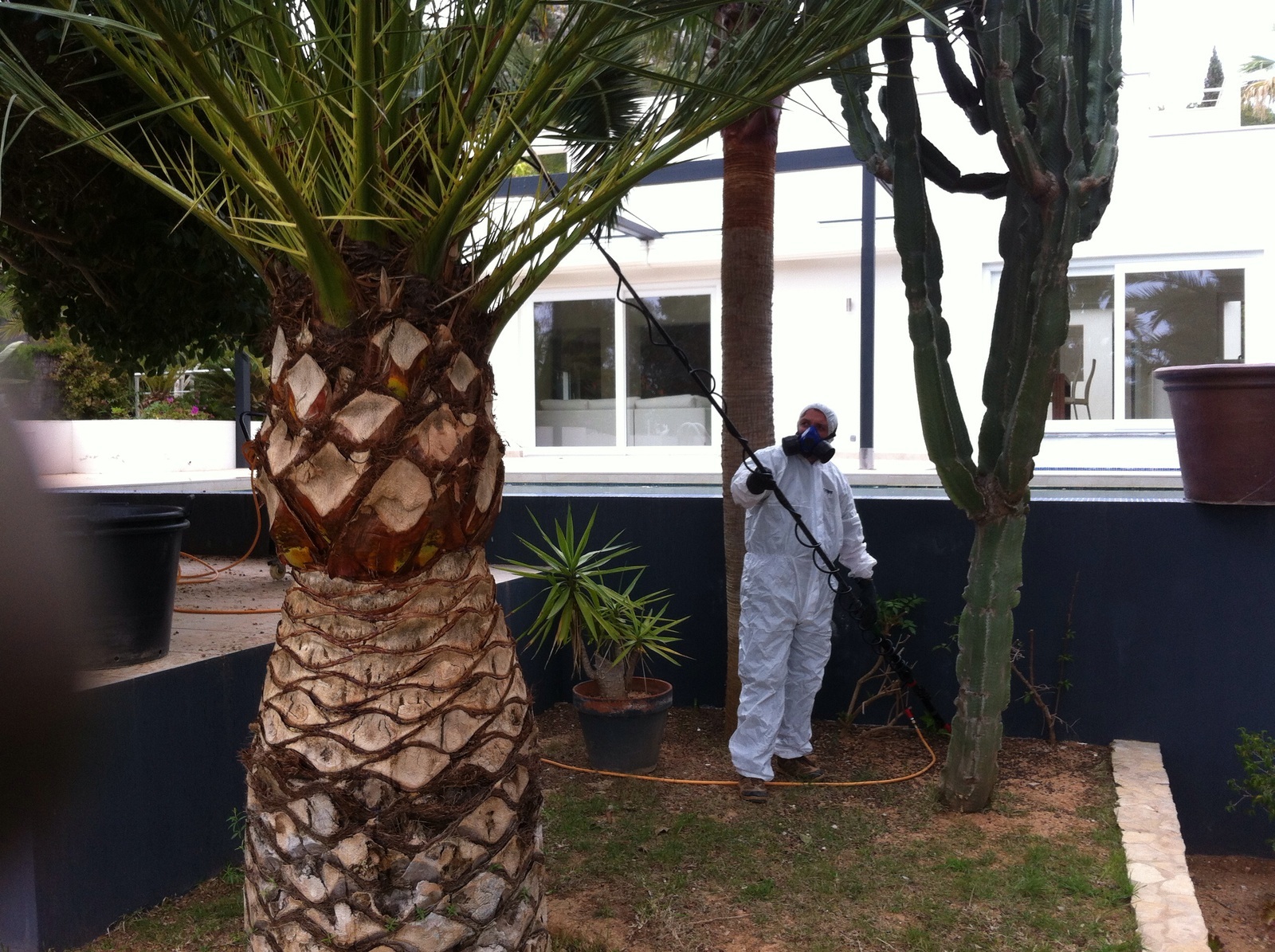 Tratamiento fitosanitário contra el picudo rojo.