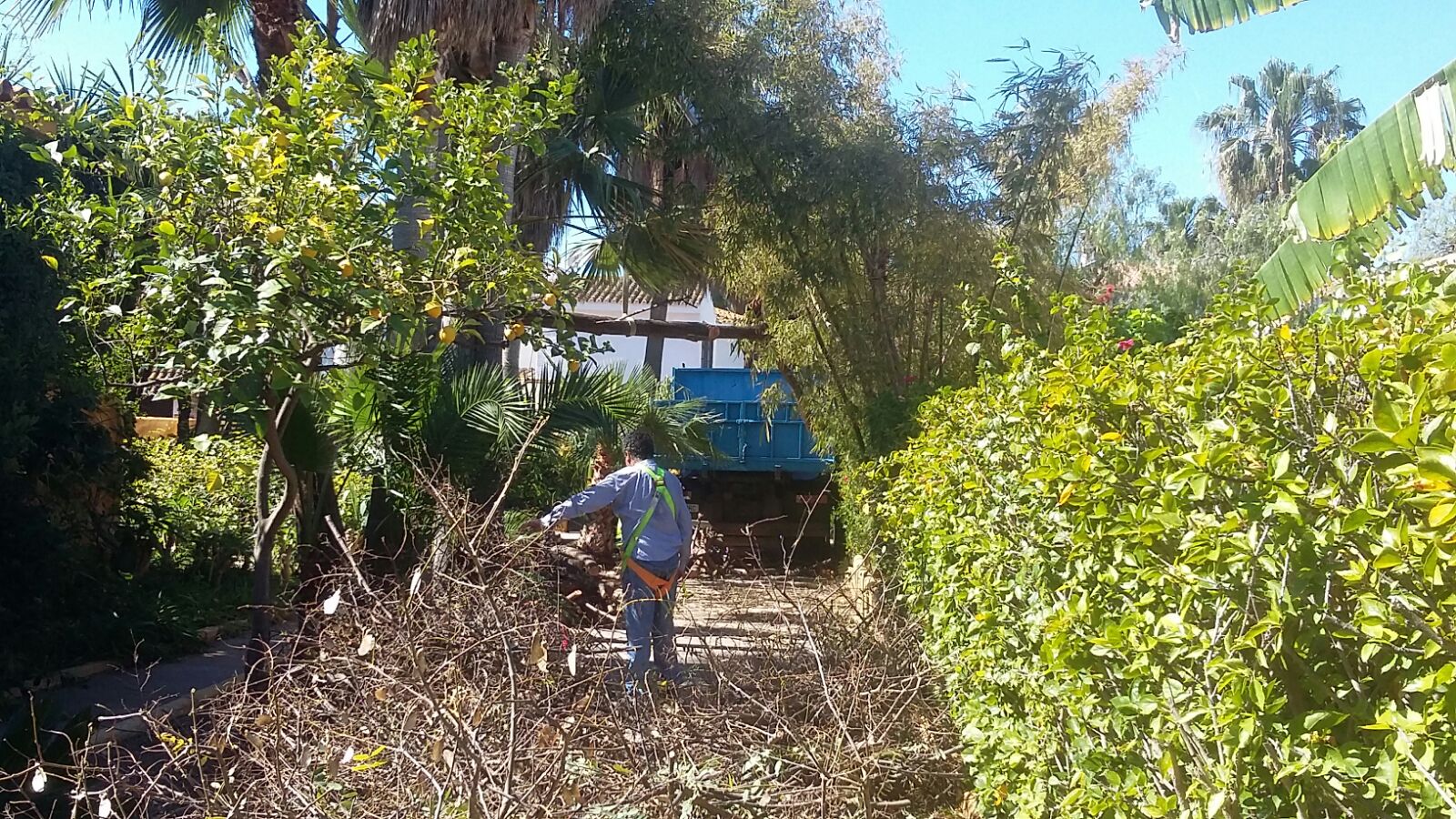 Limpieza de tala jardines.