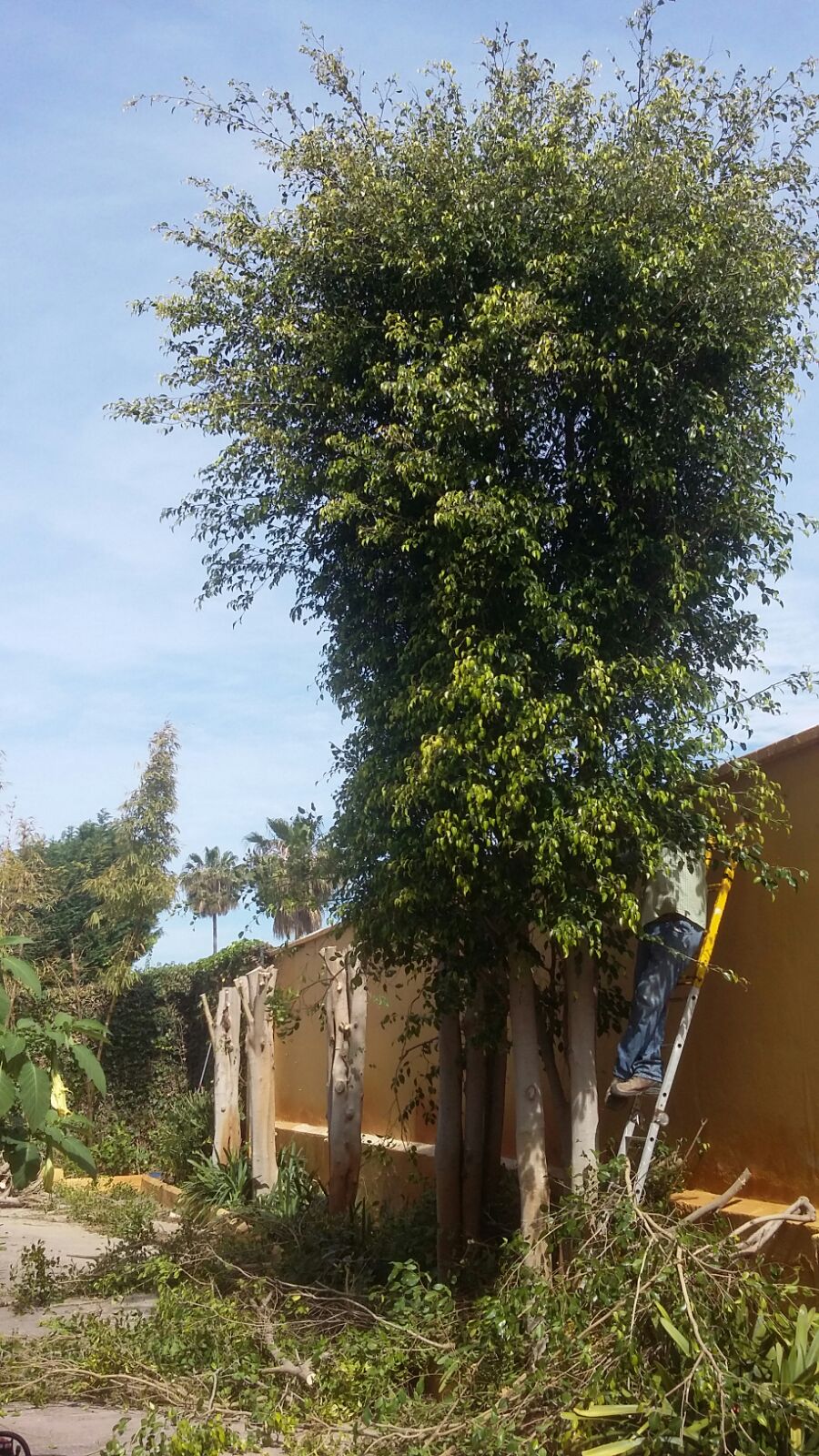 Reducción tamaño ficus.