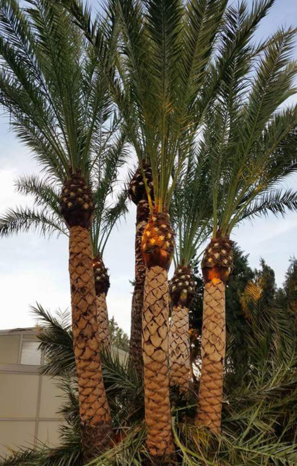 Poda y afeitado de grupo de palmeras