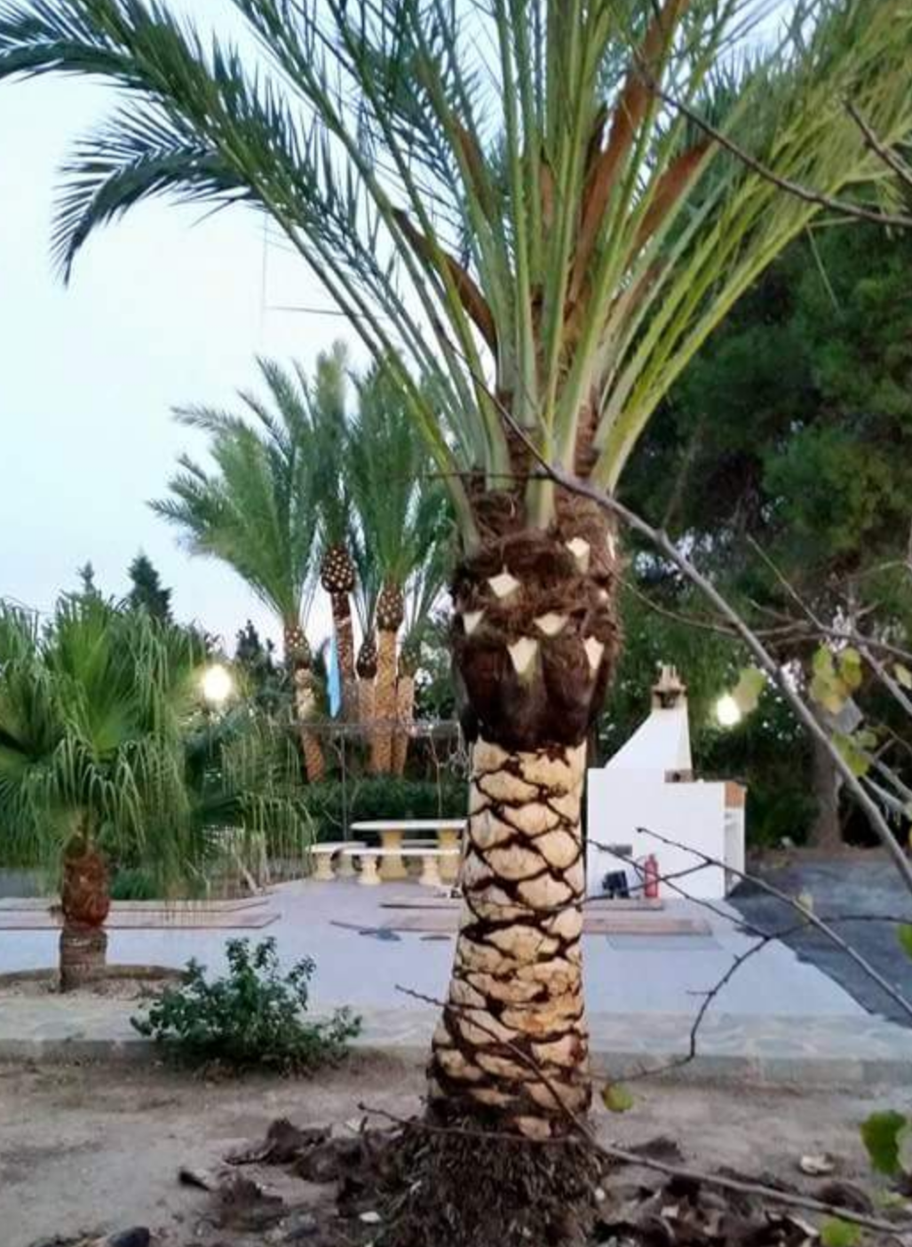 Poda y afeitado de palmera datilera