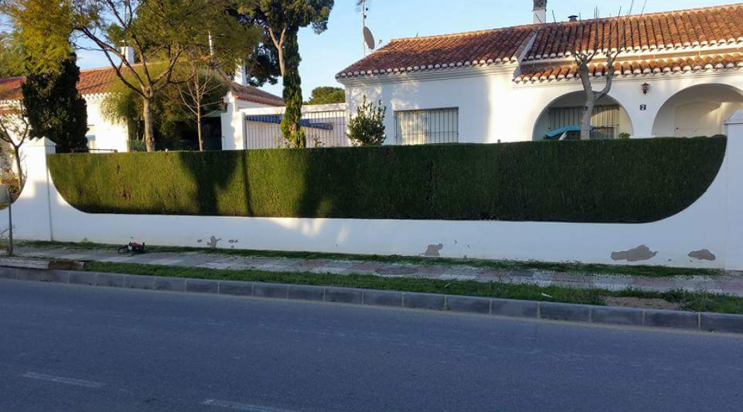 Poda de seto de ciprés