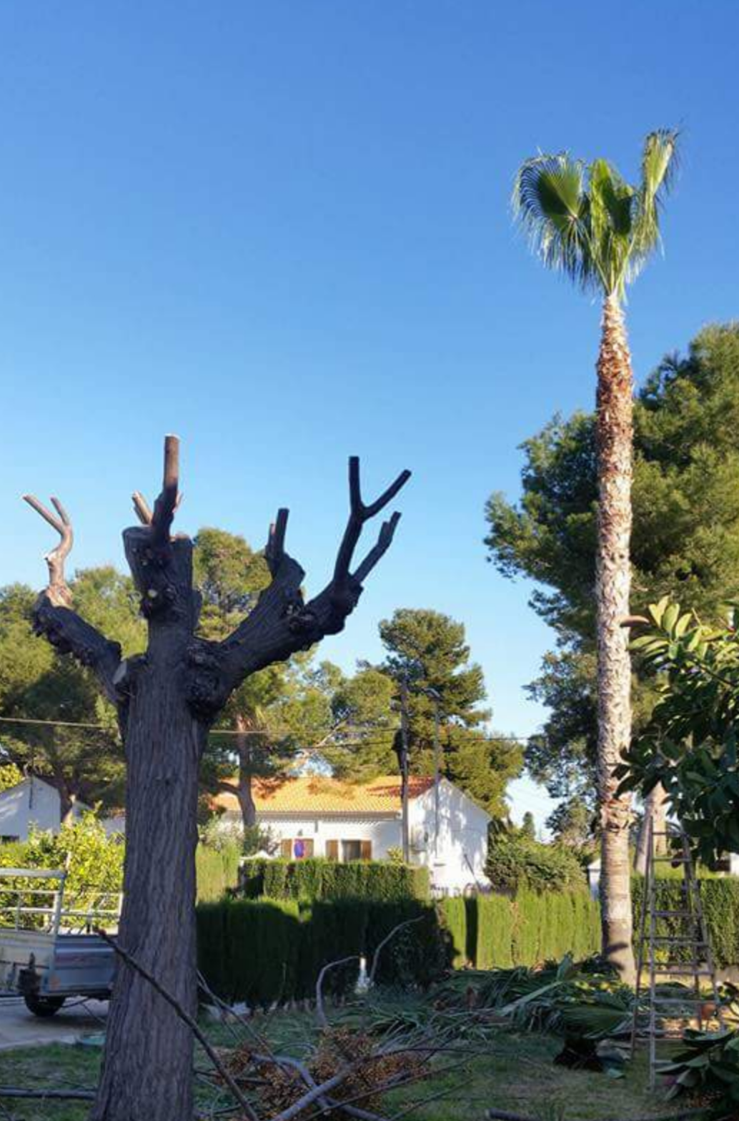 Poda de Tipuana y palmera Washingtonia