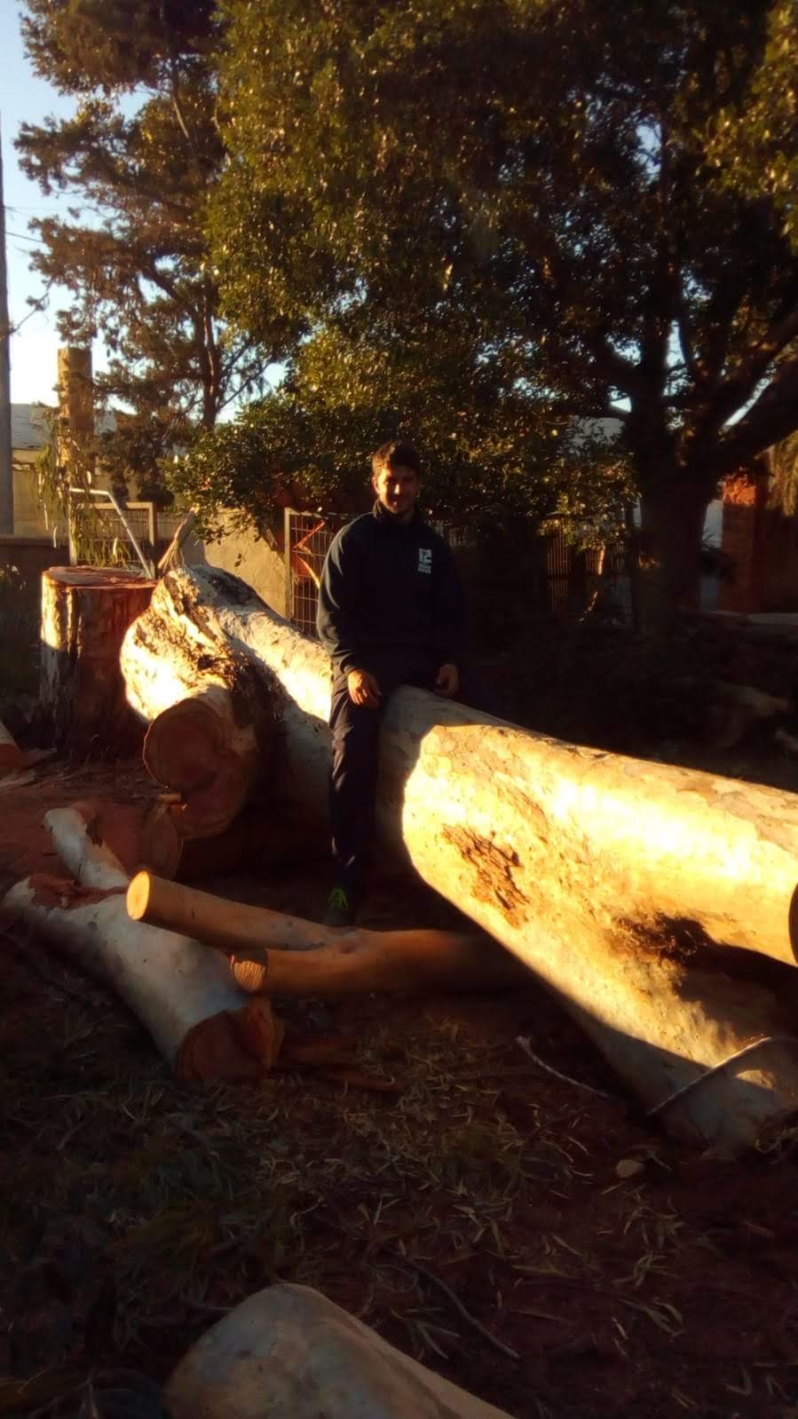 Tala de arbol eucalipto de gran tamaño y altura