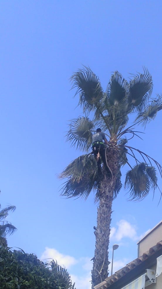 Poda especializada de palmeras en altura