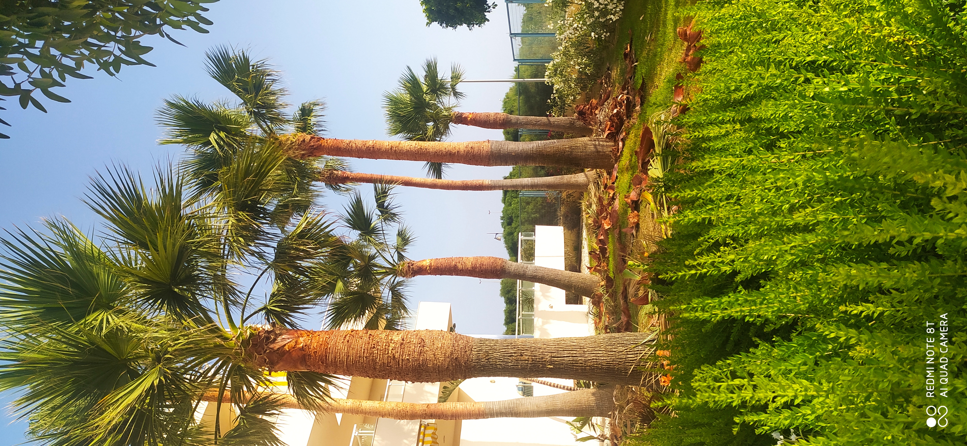 Afeitado de tronco y poda de palmeras