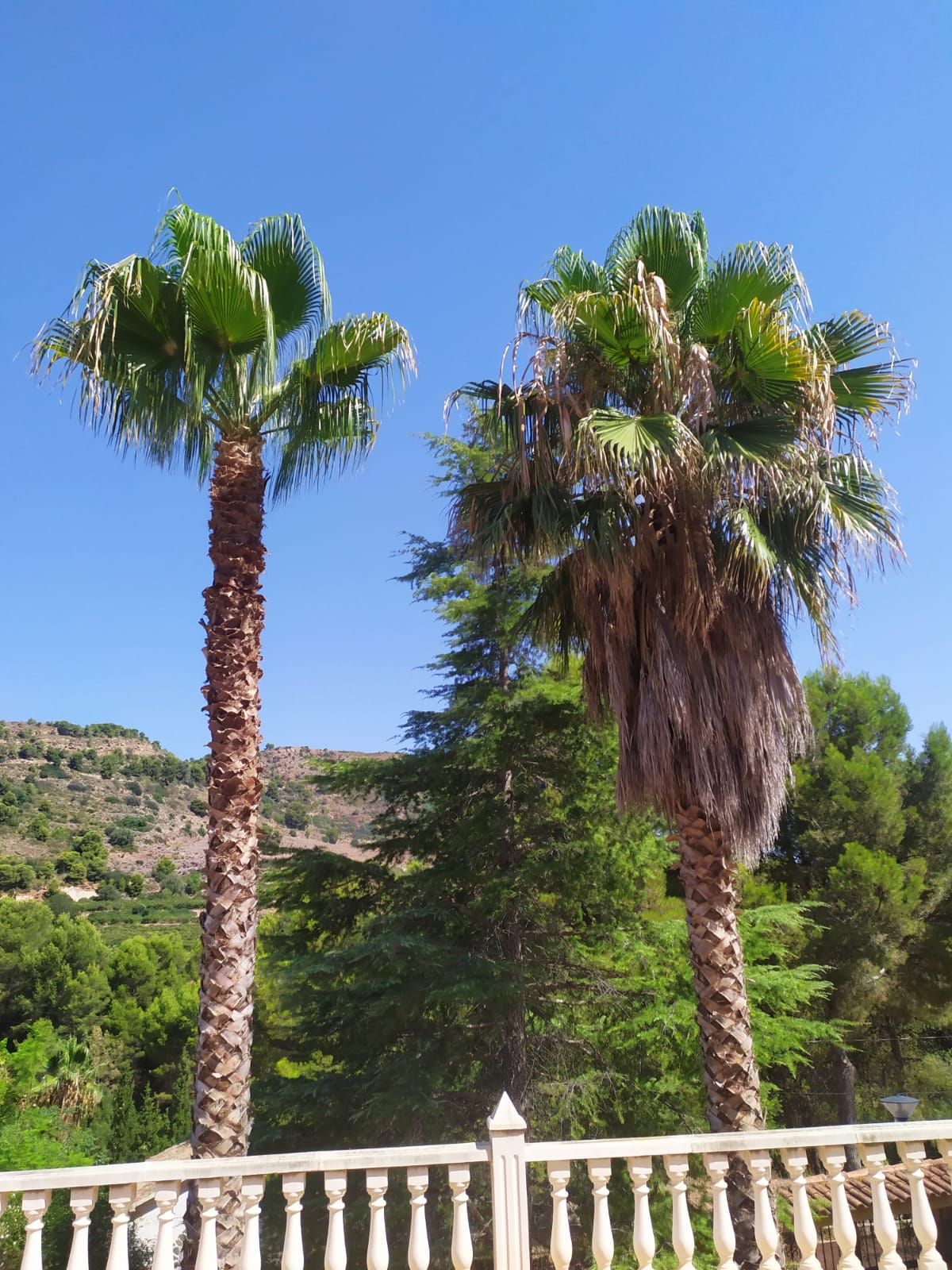 Diferencia de si a no