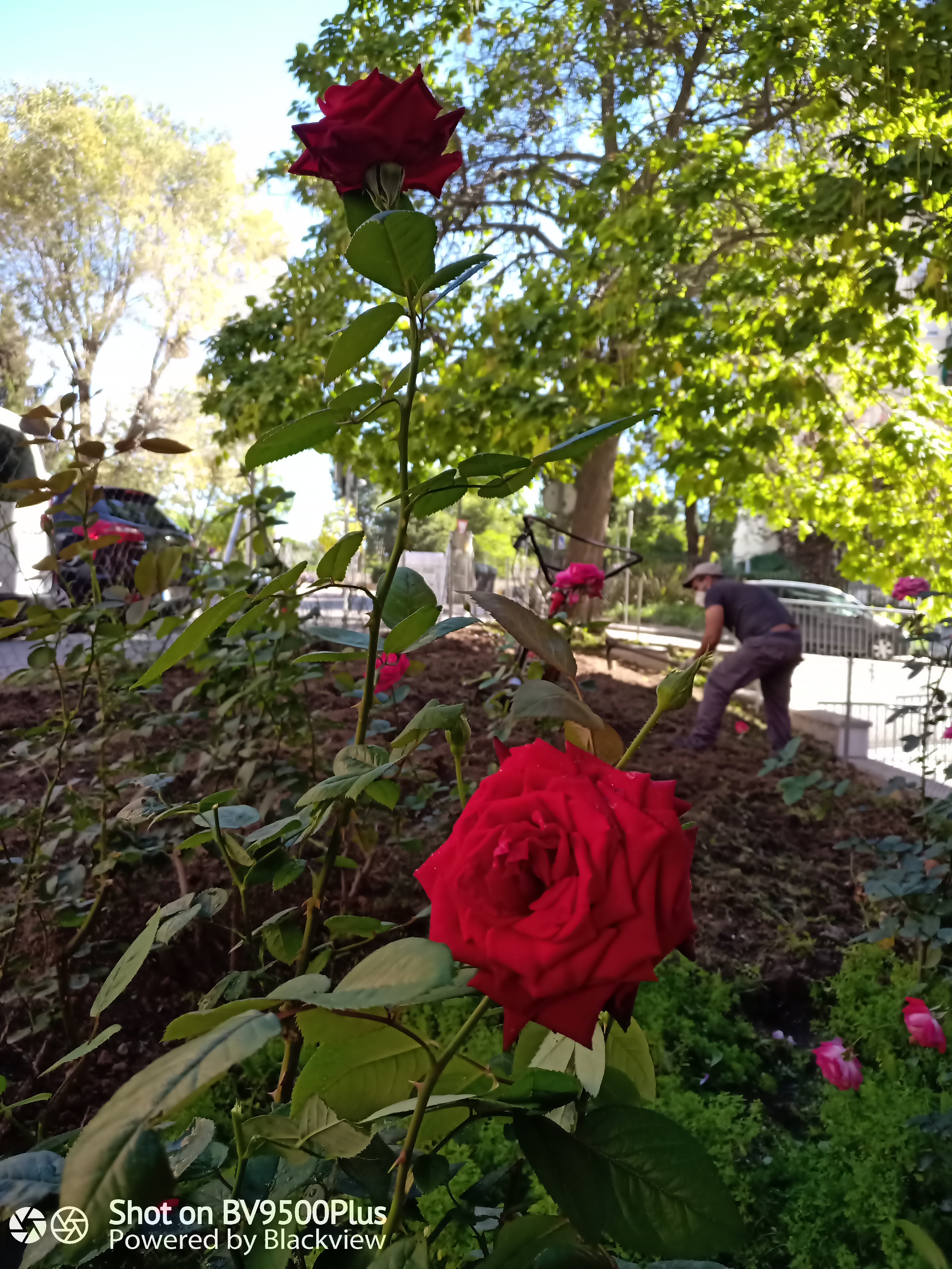 Jardinería y multiservicios sl