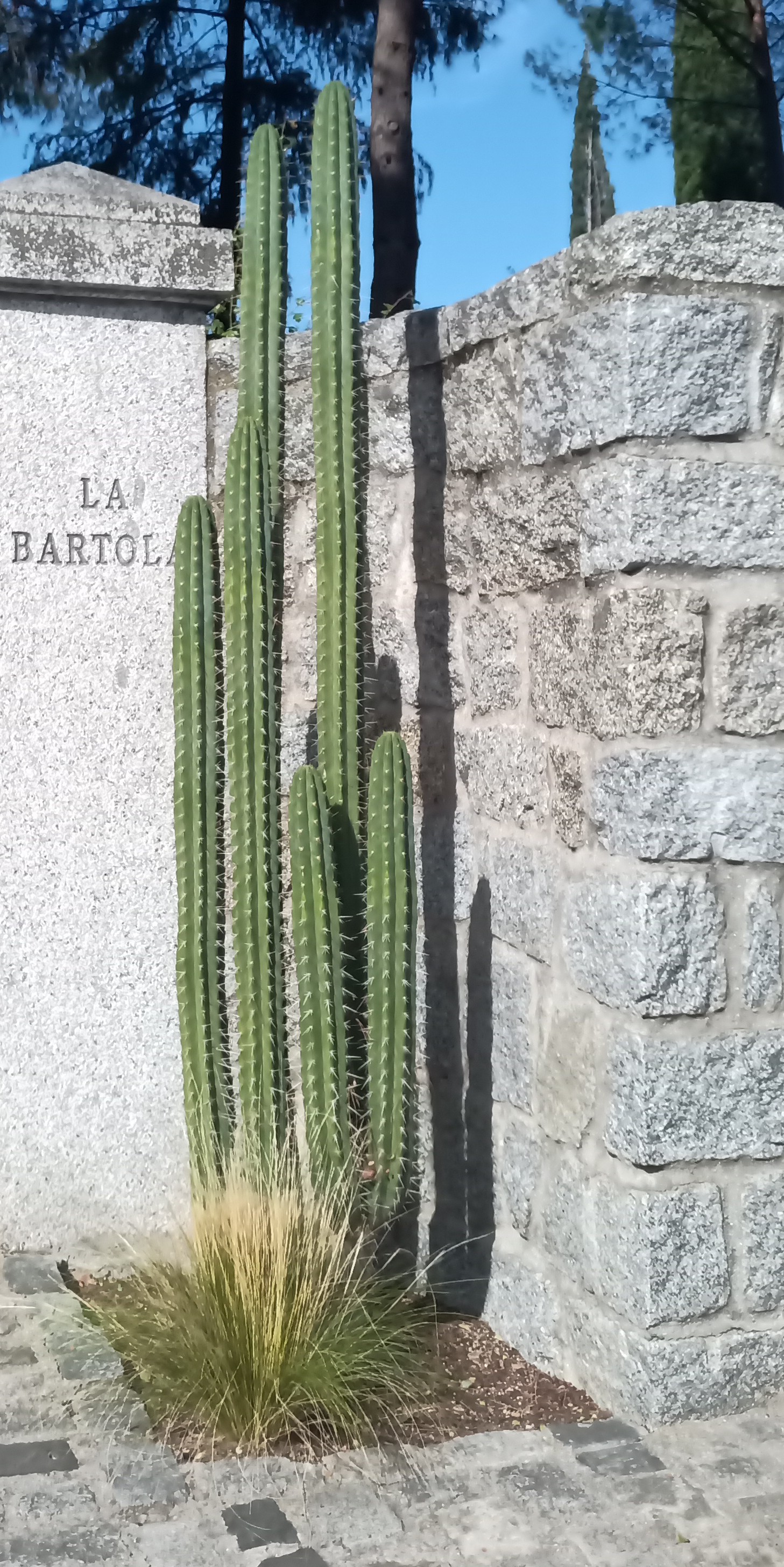 Jardinería y multiservicios sl