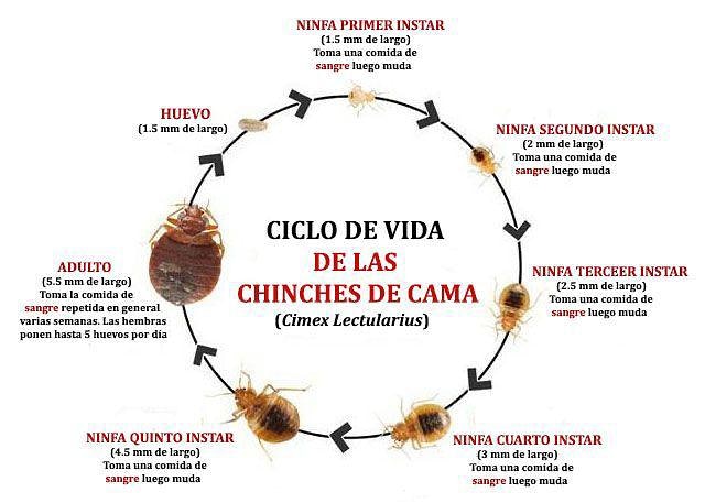 Ciclo de las chinches