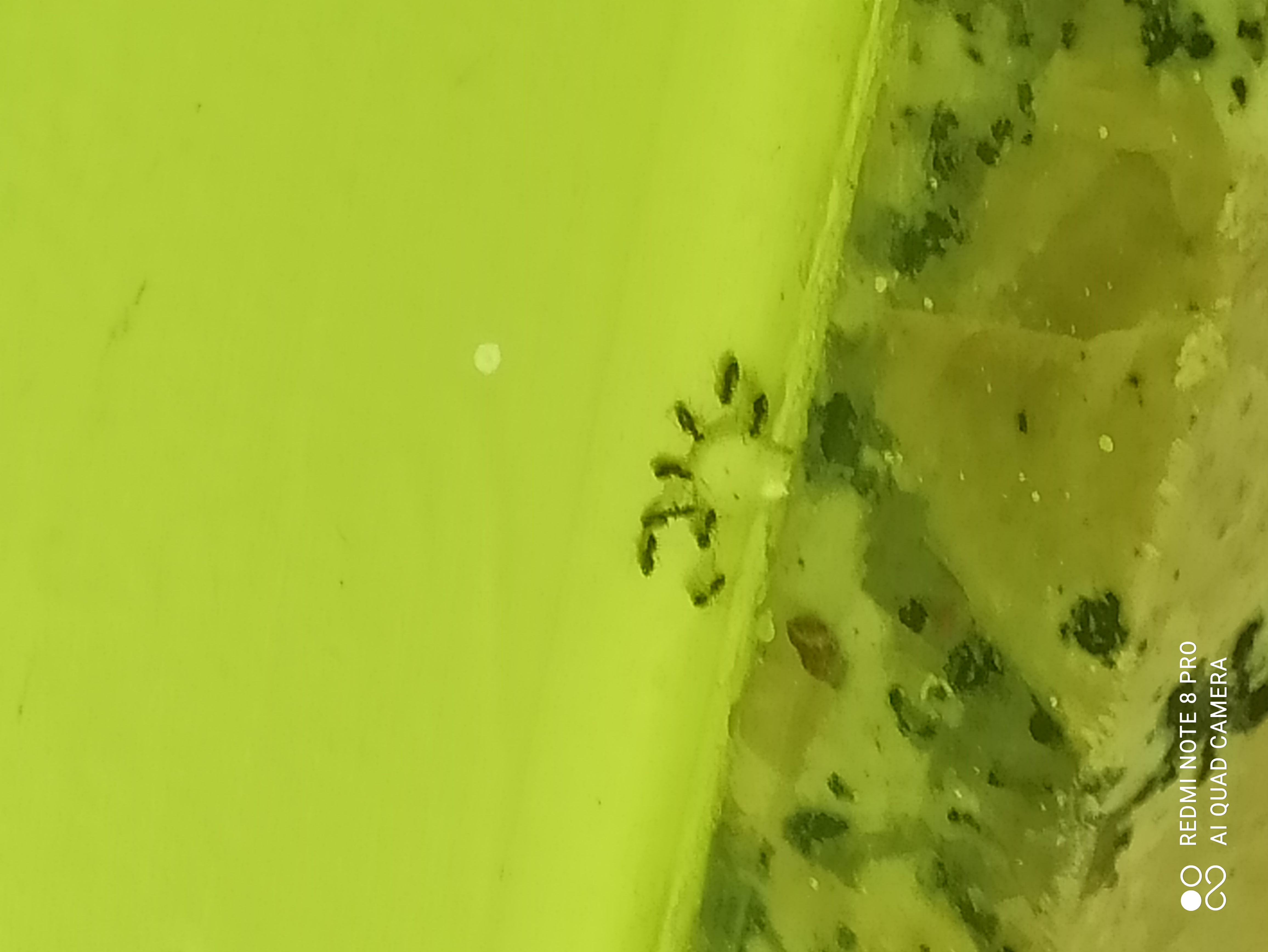 Desinsectación para hormigas mediante gel atrayente