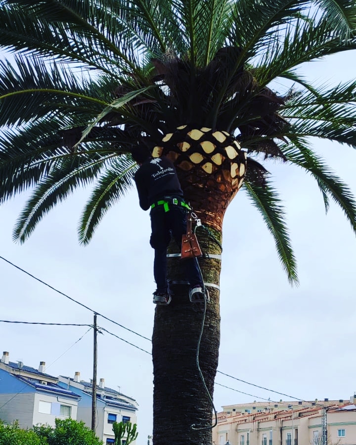 Poda de palmera Canaria