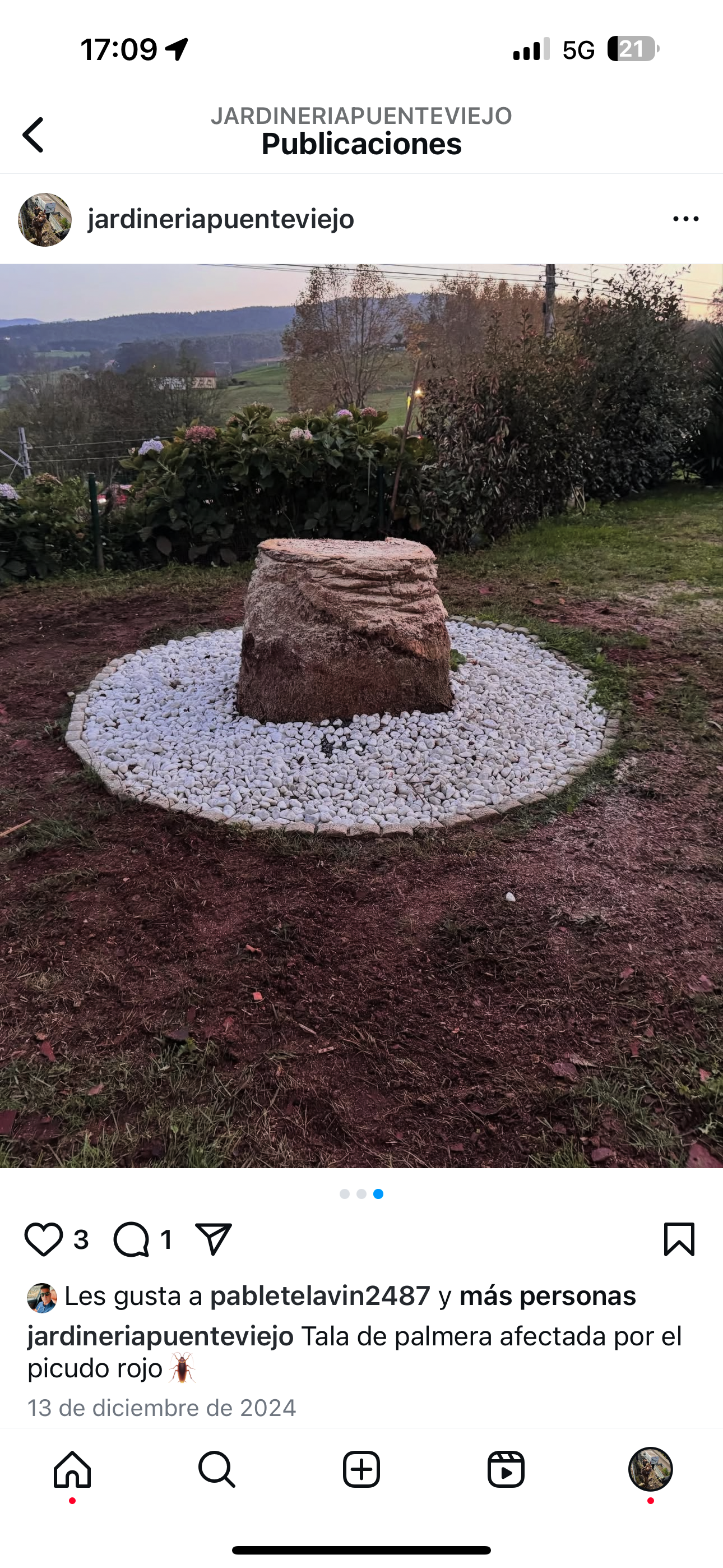 Poda de palmera y decoración con llanta metalica