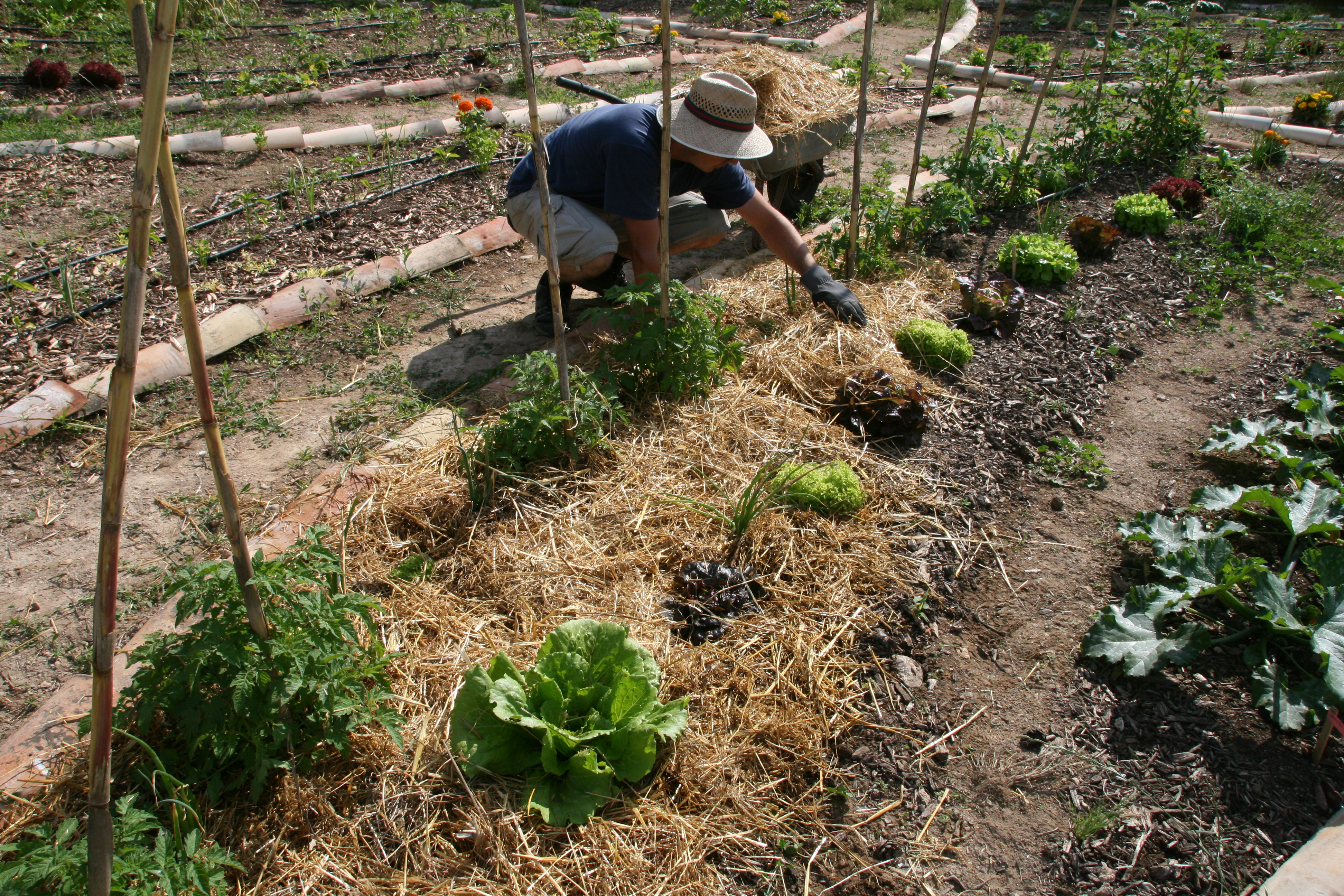 Acolchando el huerto