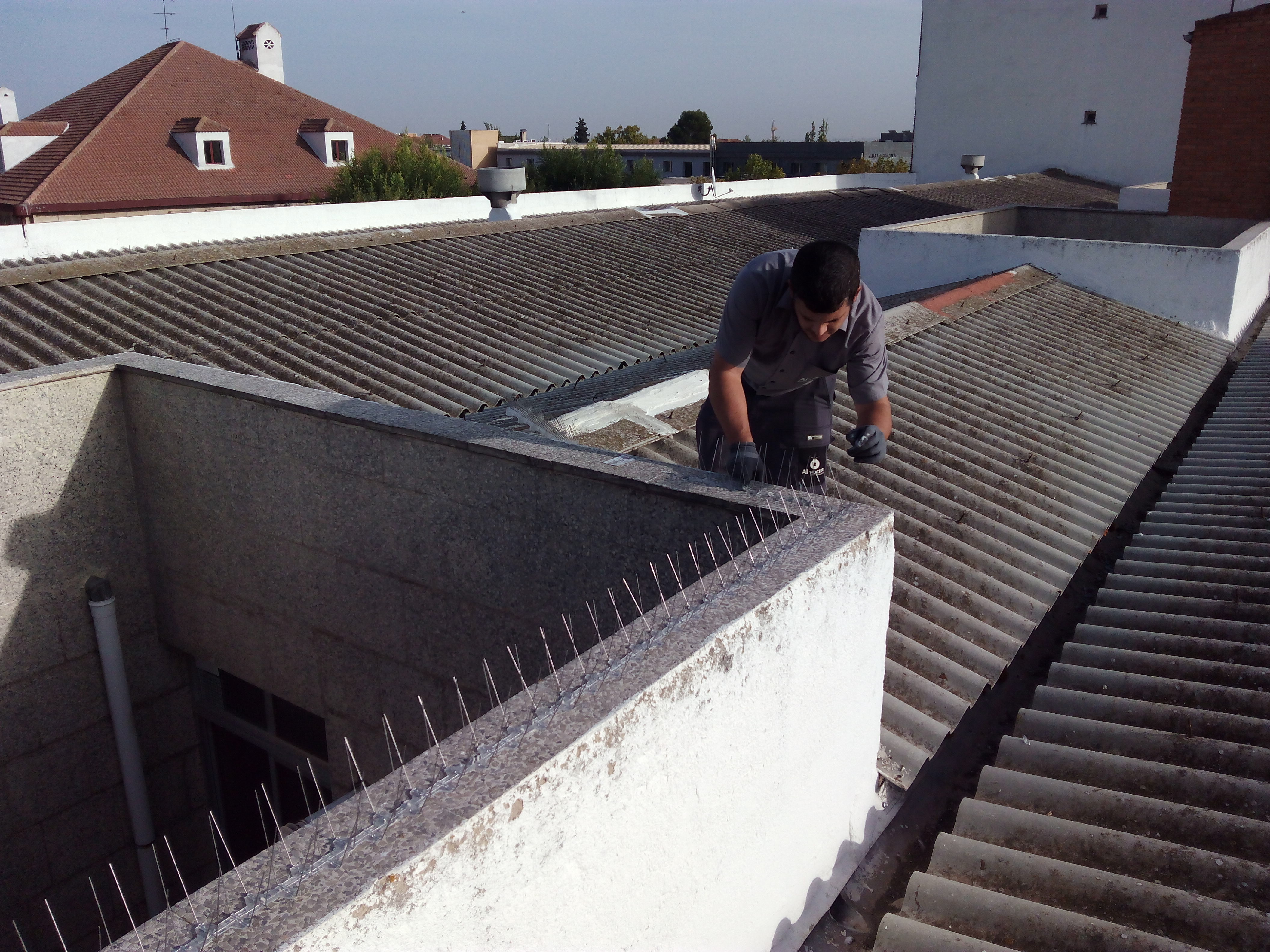 Expulsión de palomas