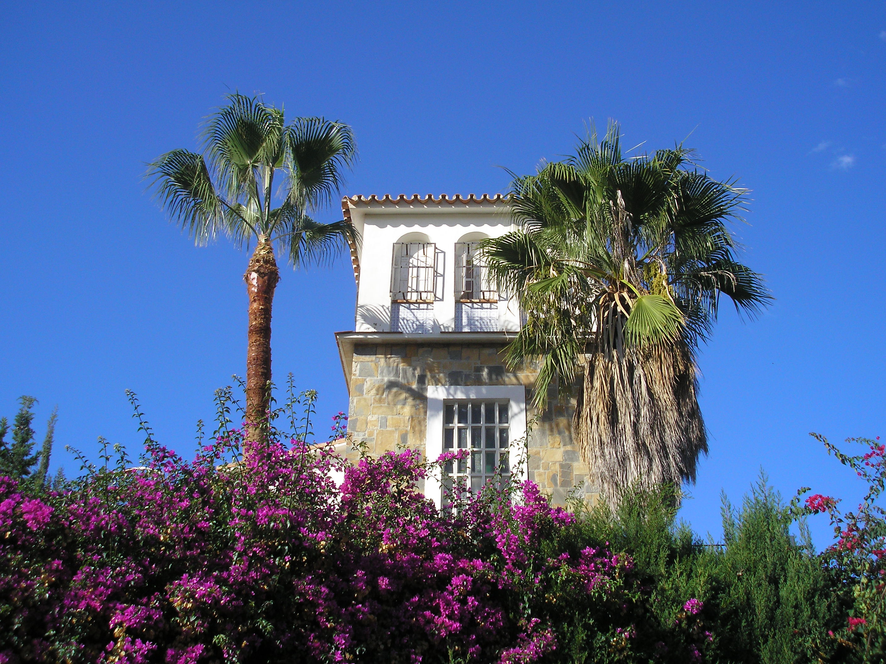 Limpieza y poda de palmera Washsingtonia sp 