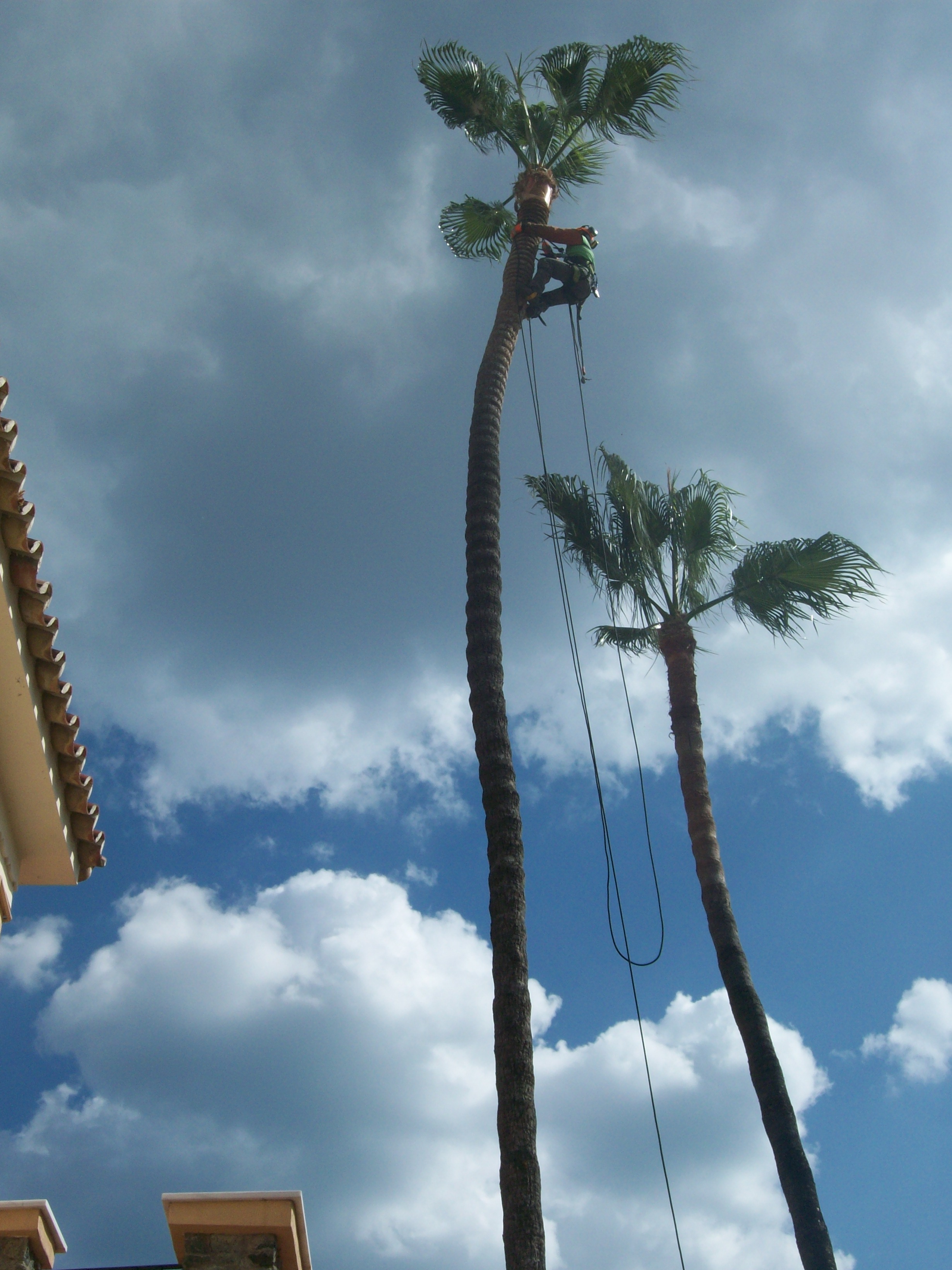 Limpieza y poda de palmera Washsingtonia sp 