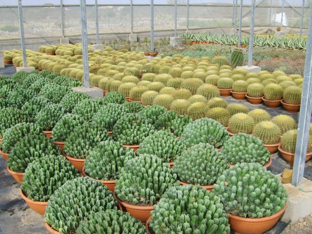 PLANTAS EJEMPLARES EN MACETA 