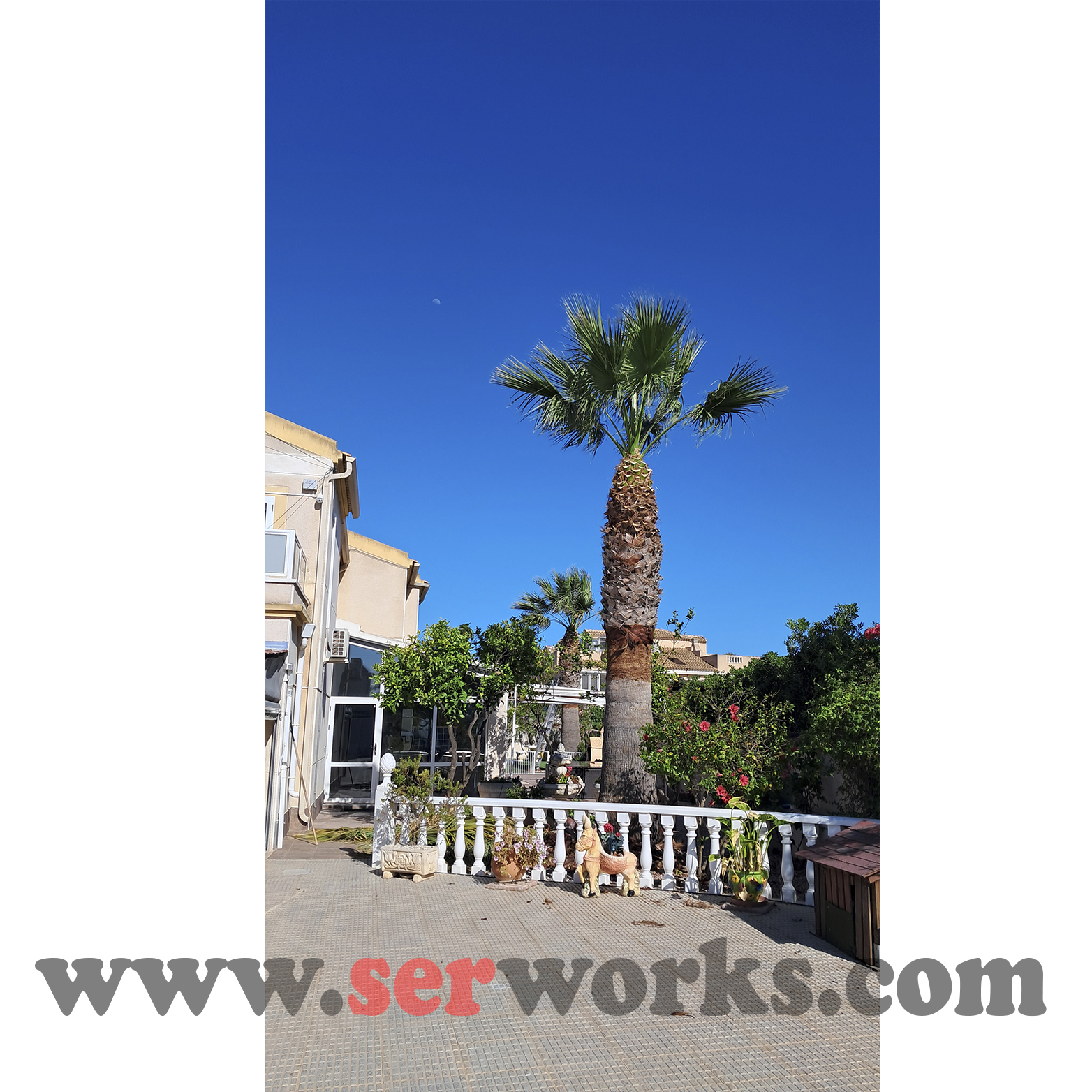 Poda de palmeras wasingtonias