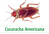 Periplaneta Americana
