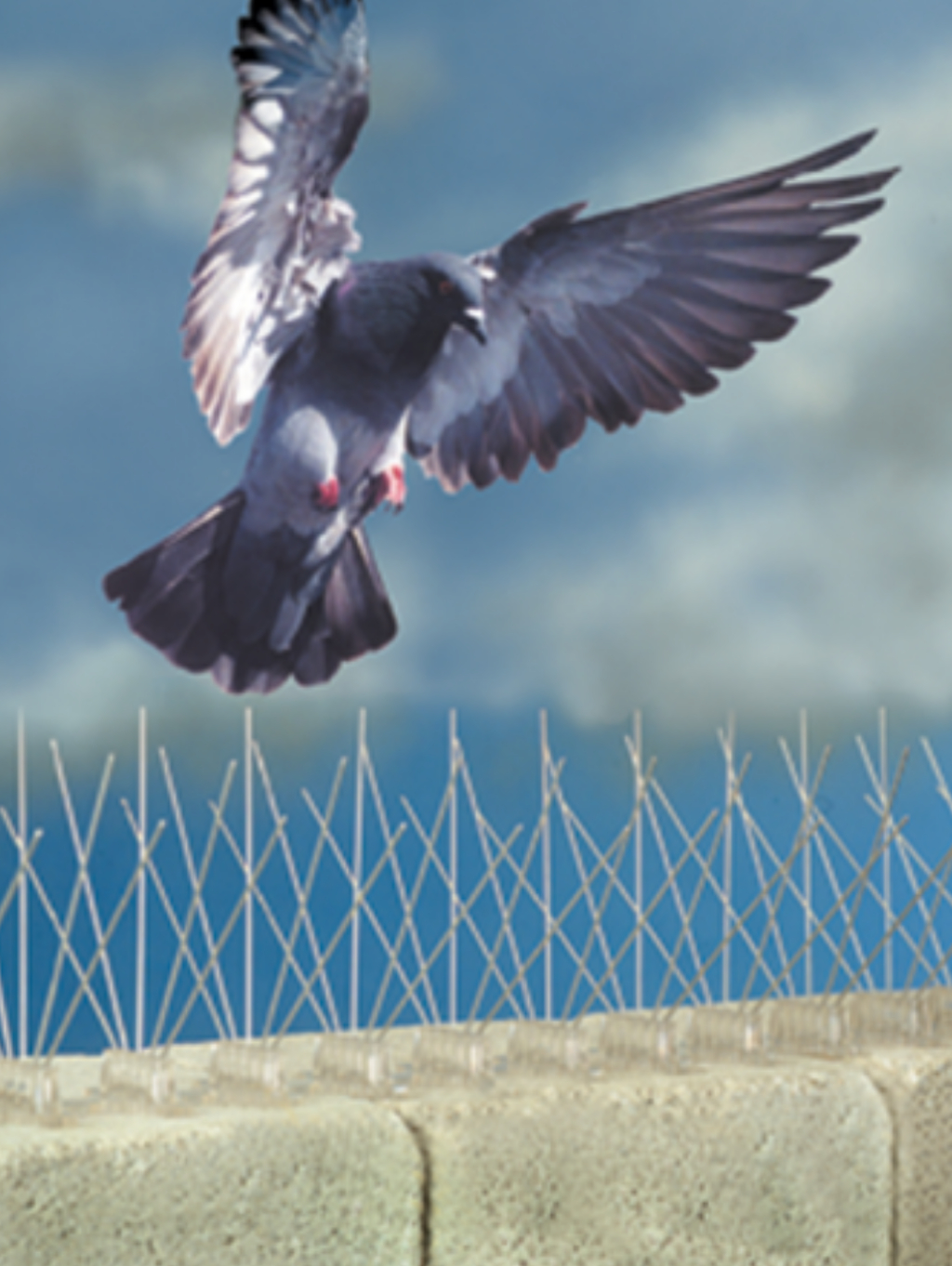 Varillas antiposado de palomas