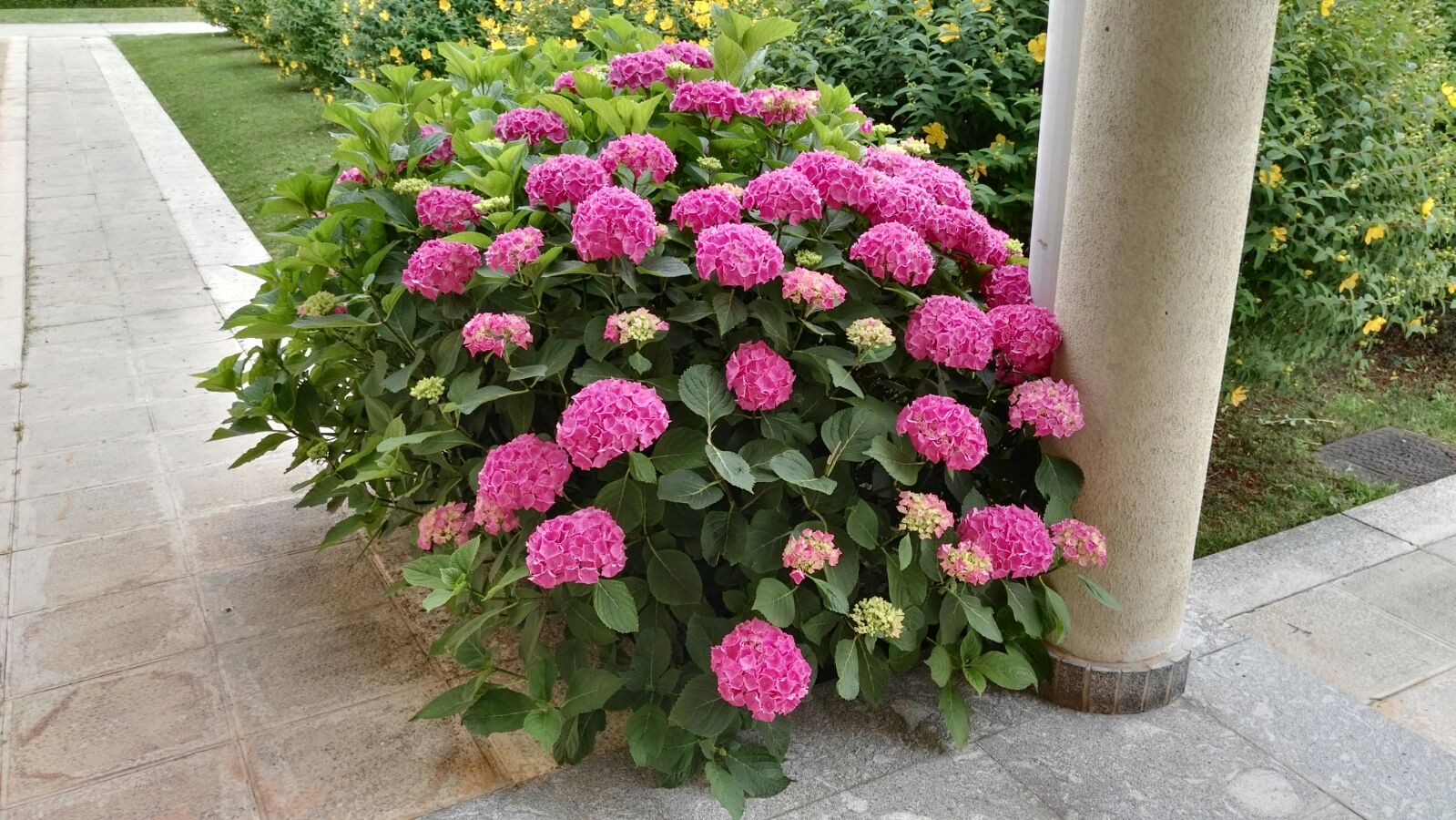 Plantas en nuestro jardín